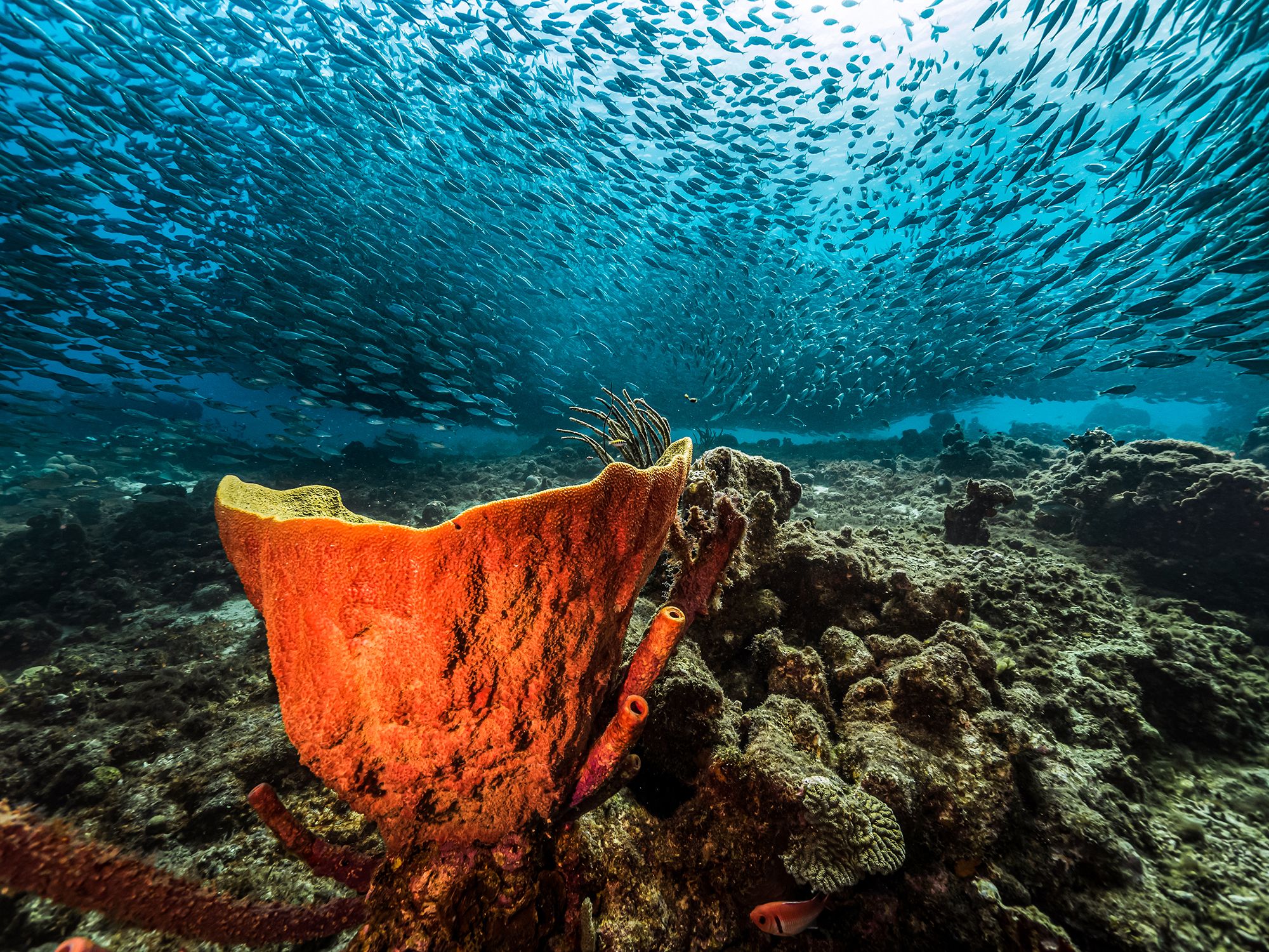 Curacao Scuba Diving Playa Kalki