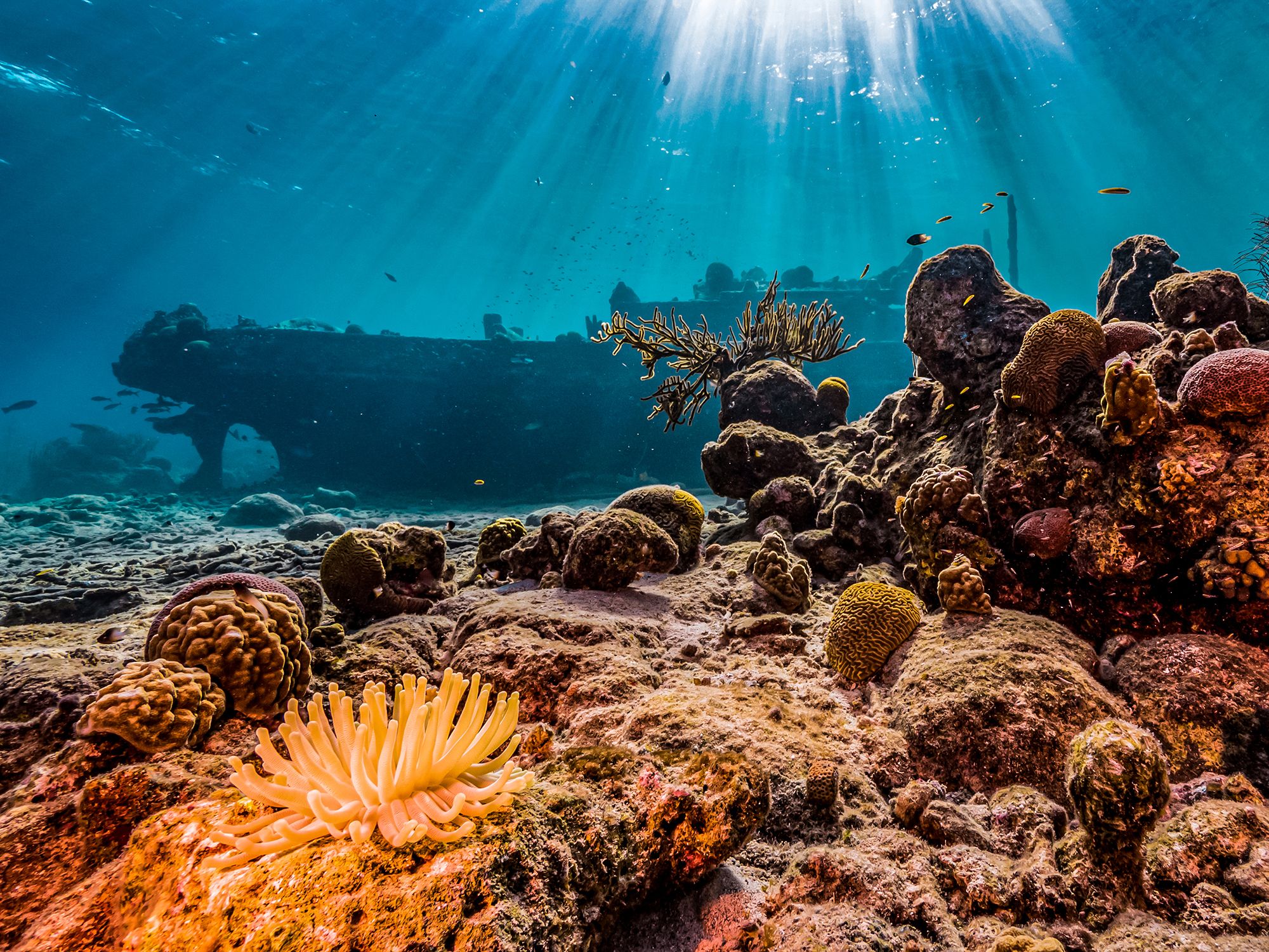 Curacao Scuba Diving Shipwreck