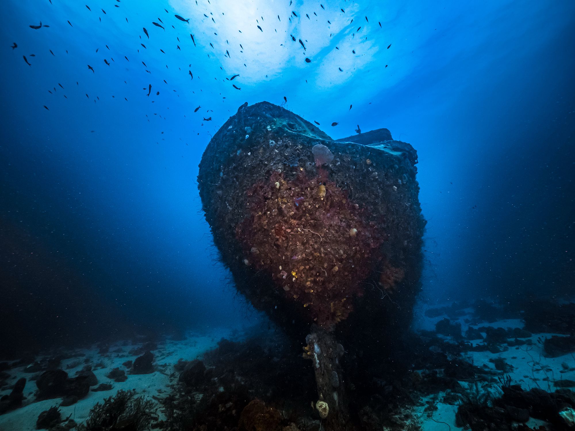 Curacao Scuba Diving Superior Producer