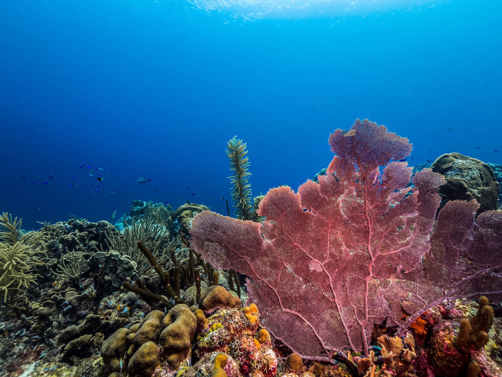 Curacao Scuba Diving Watamula