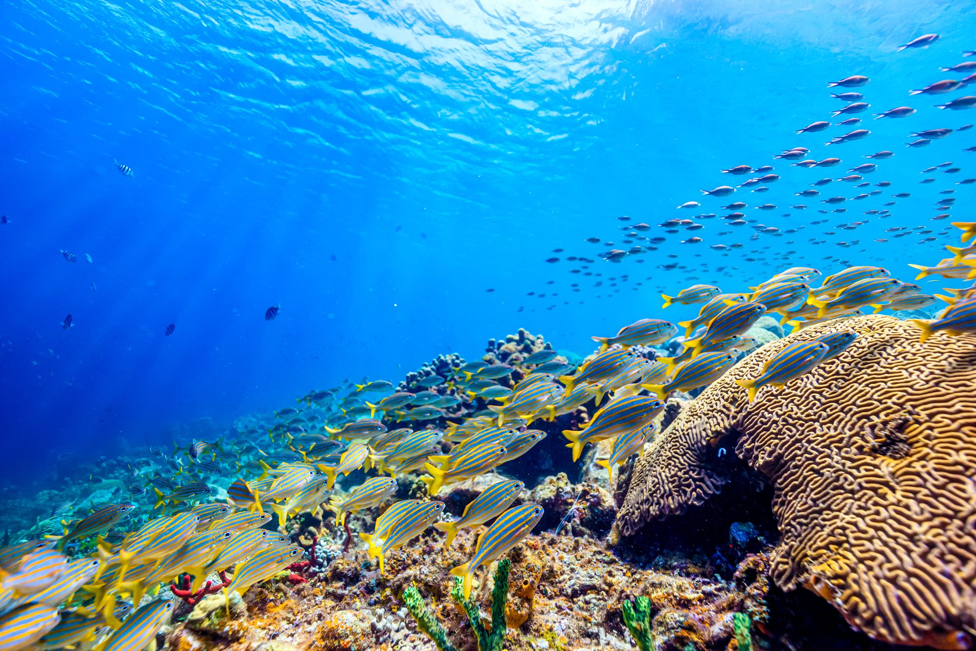 Deep Sea Diving Saint Lucia