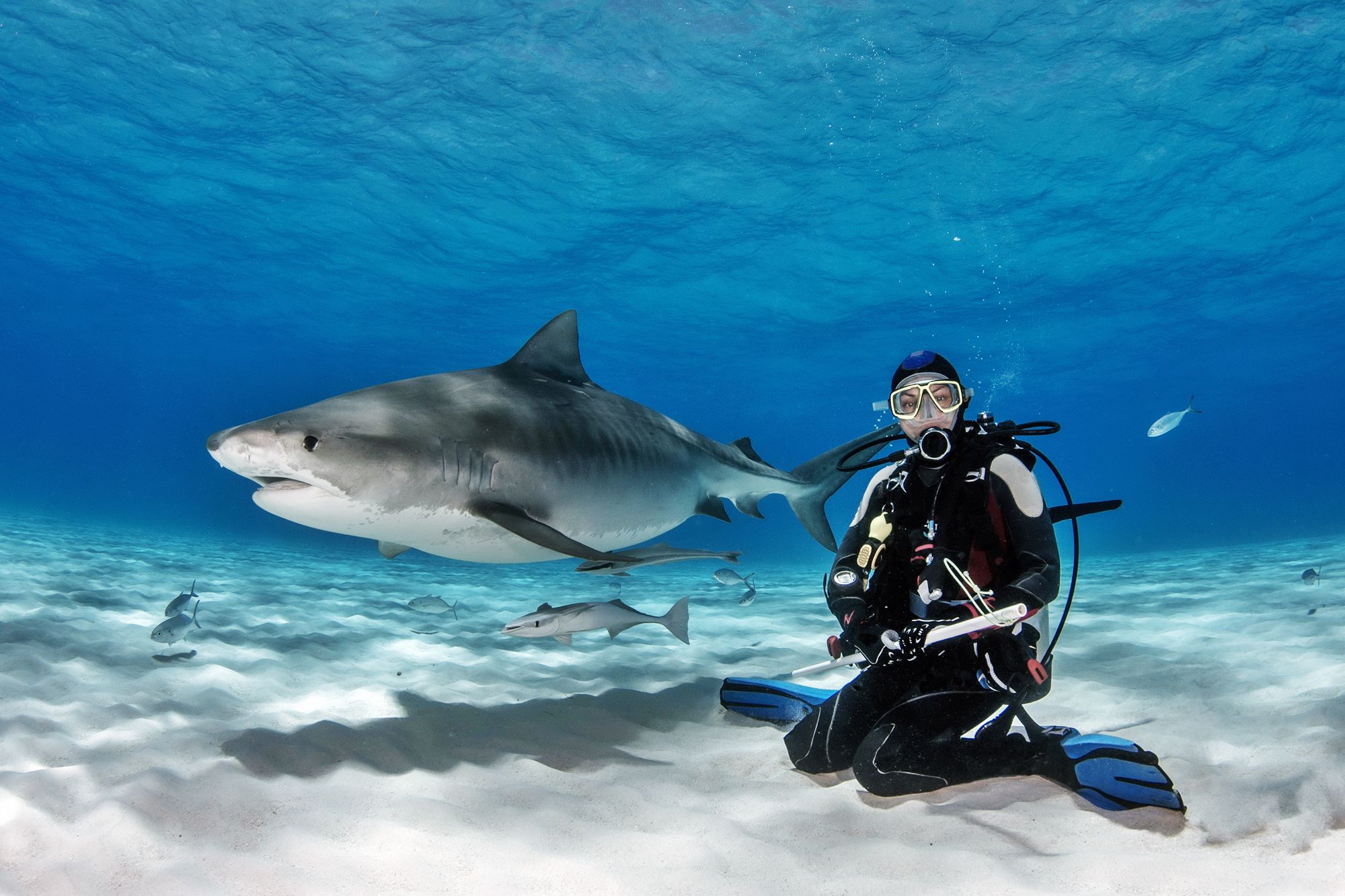 Diver-Tigerbeach-Bahamas