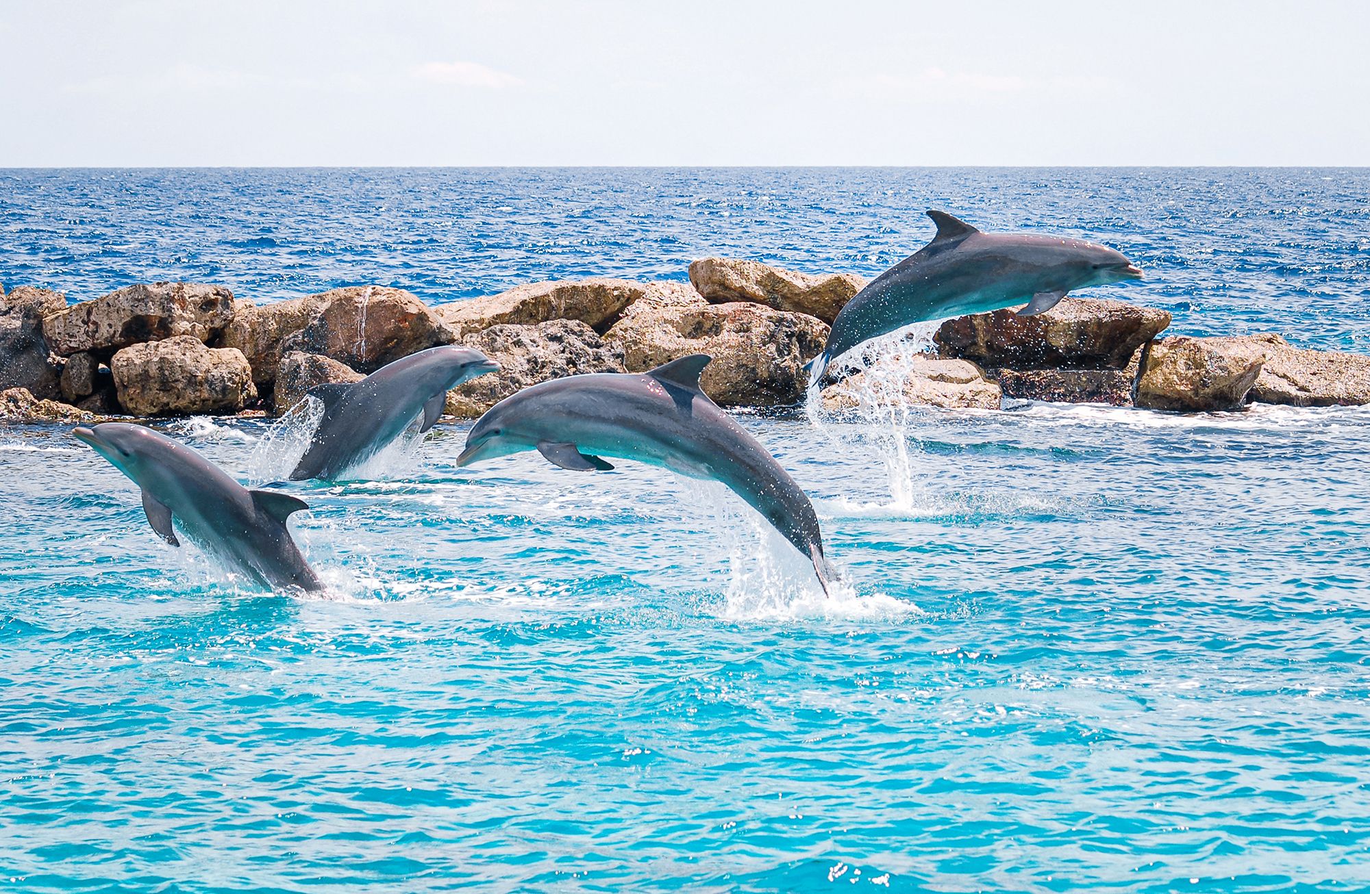 Dolphin Academy Curacao