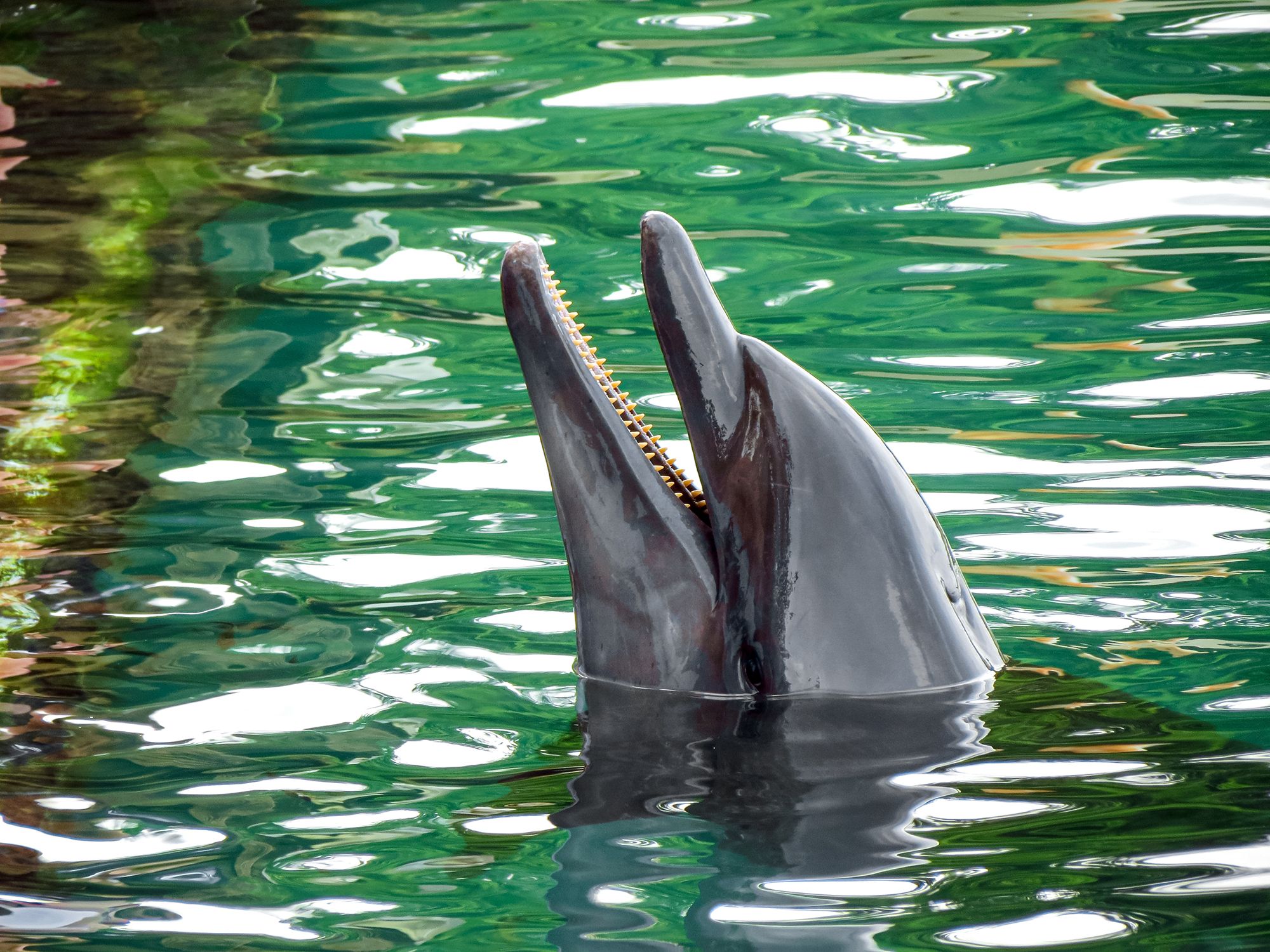 Dolphin Cove Montego Bay Jamaica Shallow