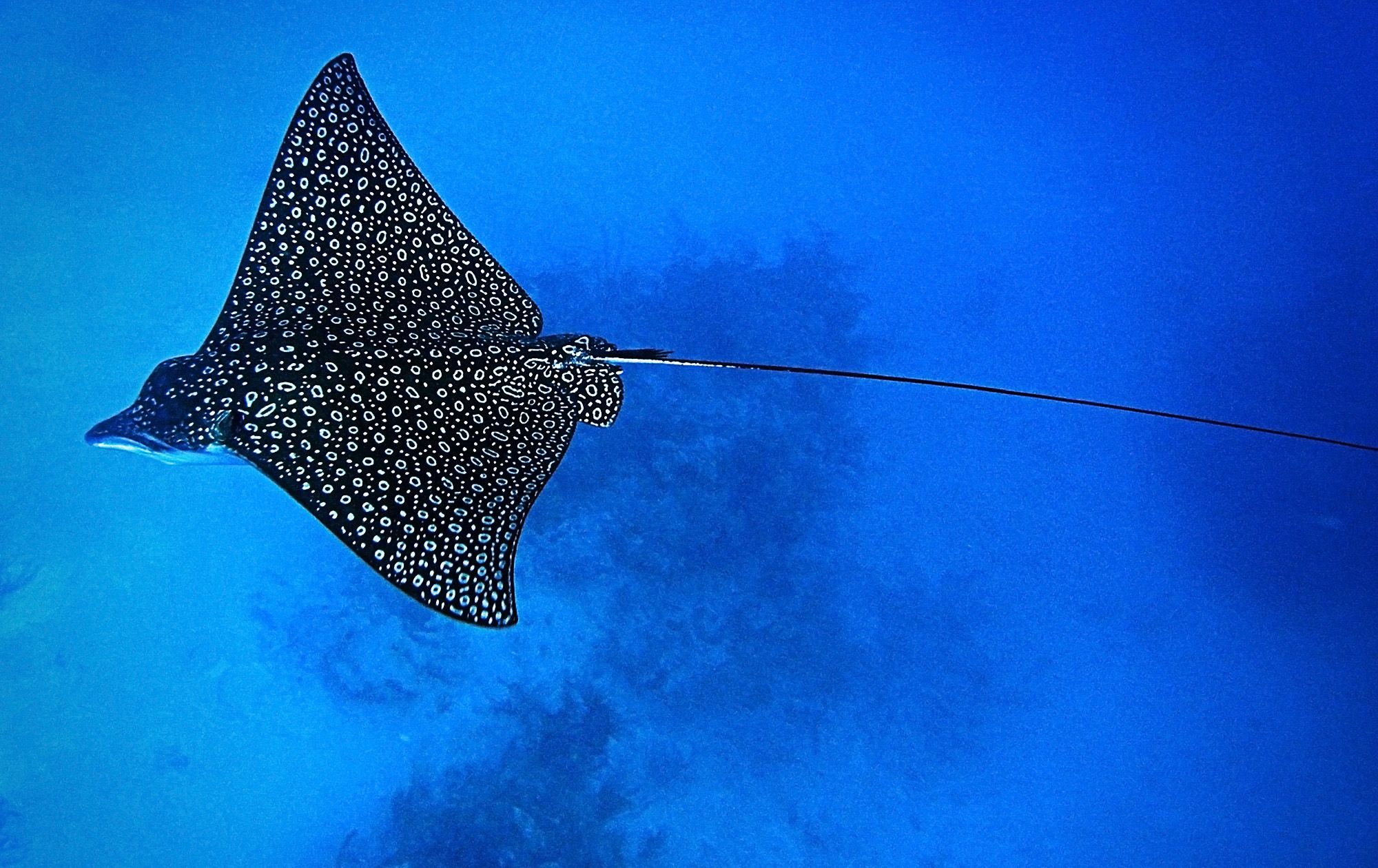 Eagle Ray Scuba Dive