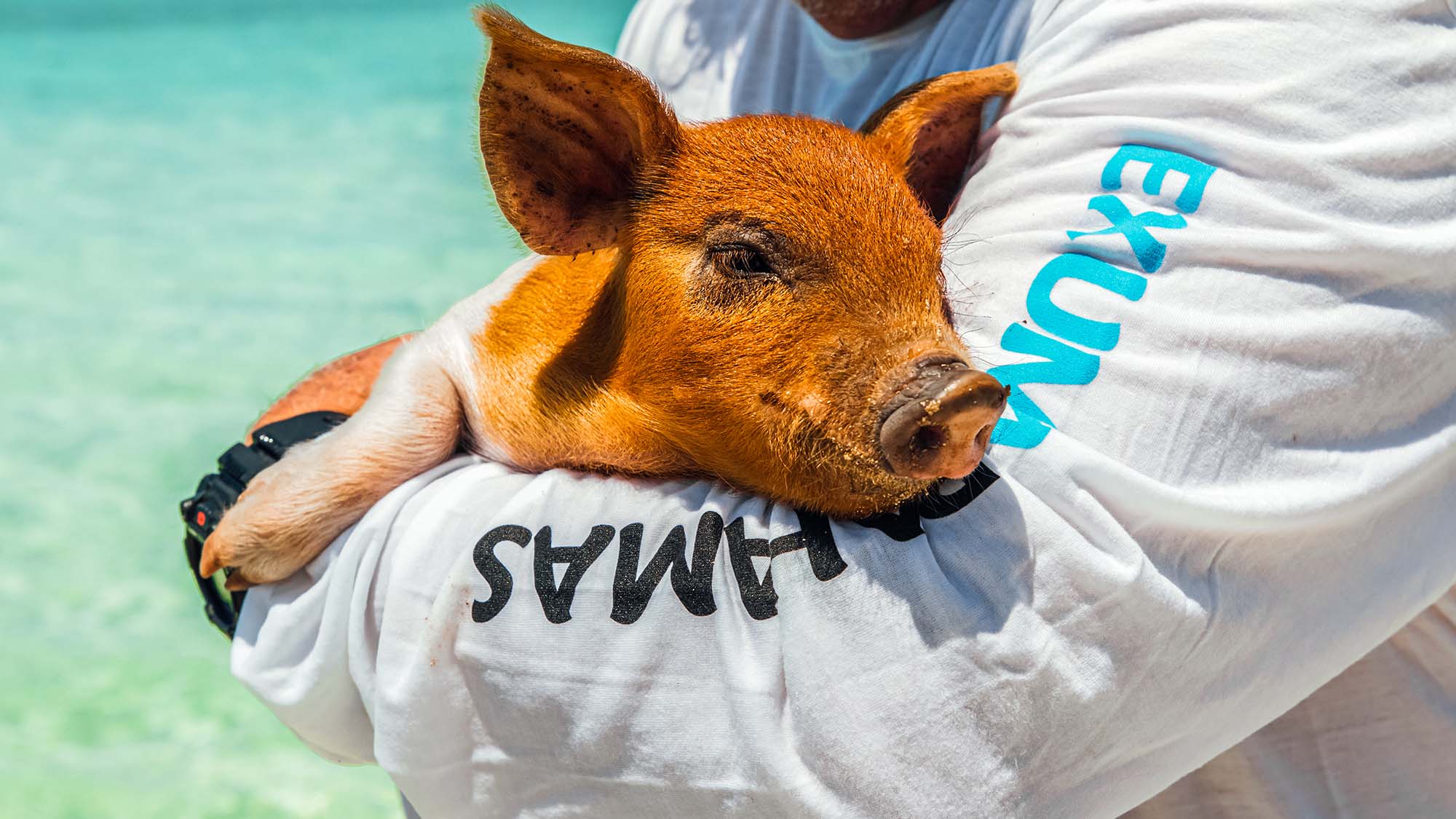 Exploring Bahamian Out Islands Pig Beach