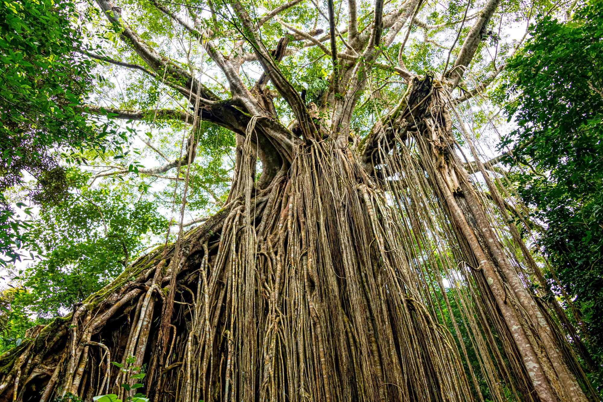 Fig Tree Barbados