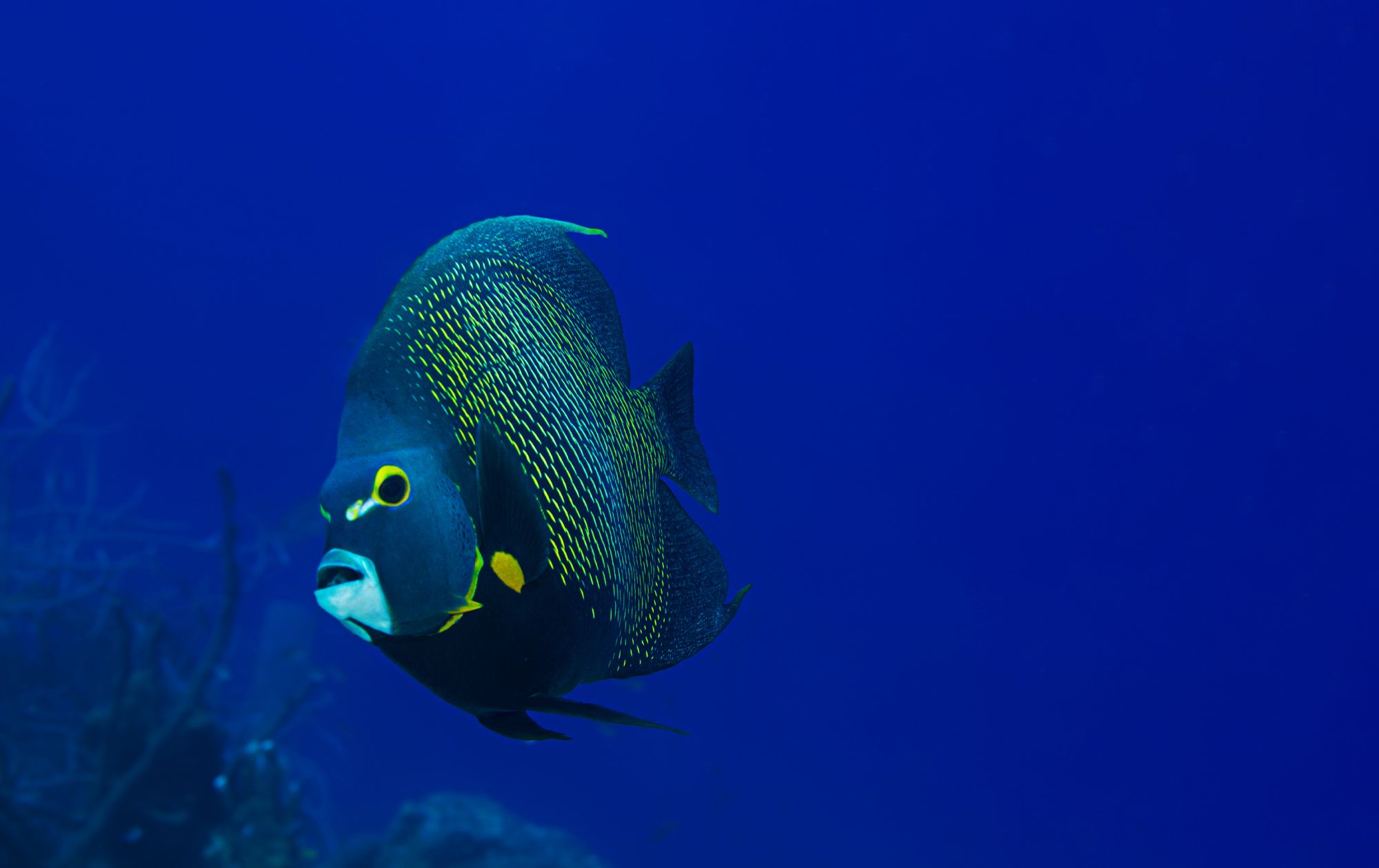 French Angel Fish Scuba Dive