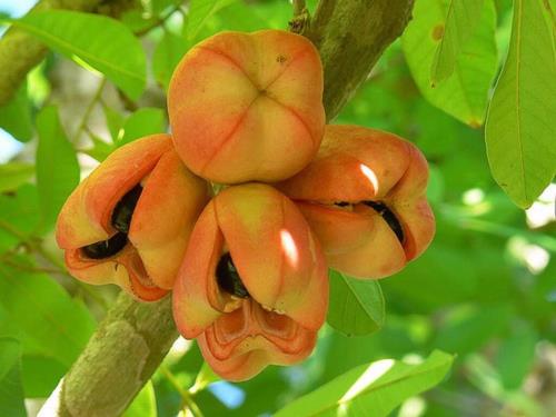 Fresh Fruits of The Caribbean and How to Use Them