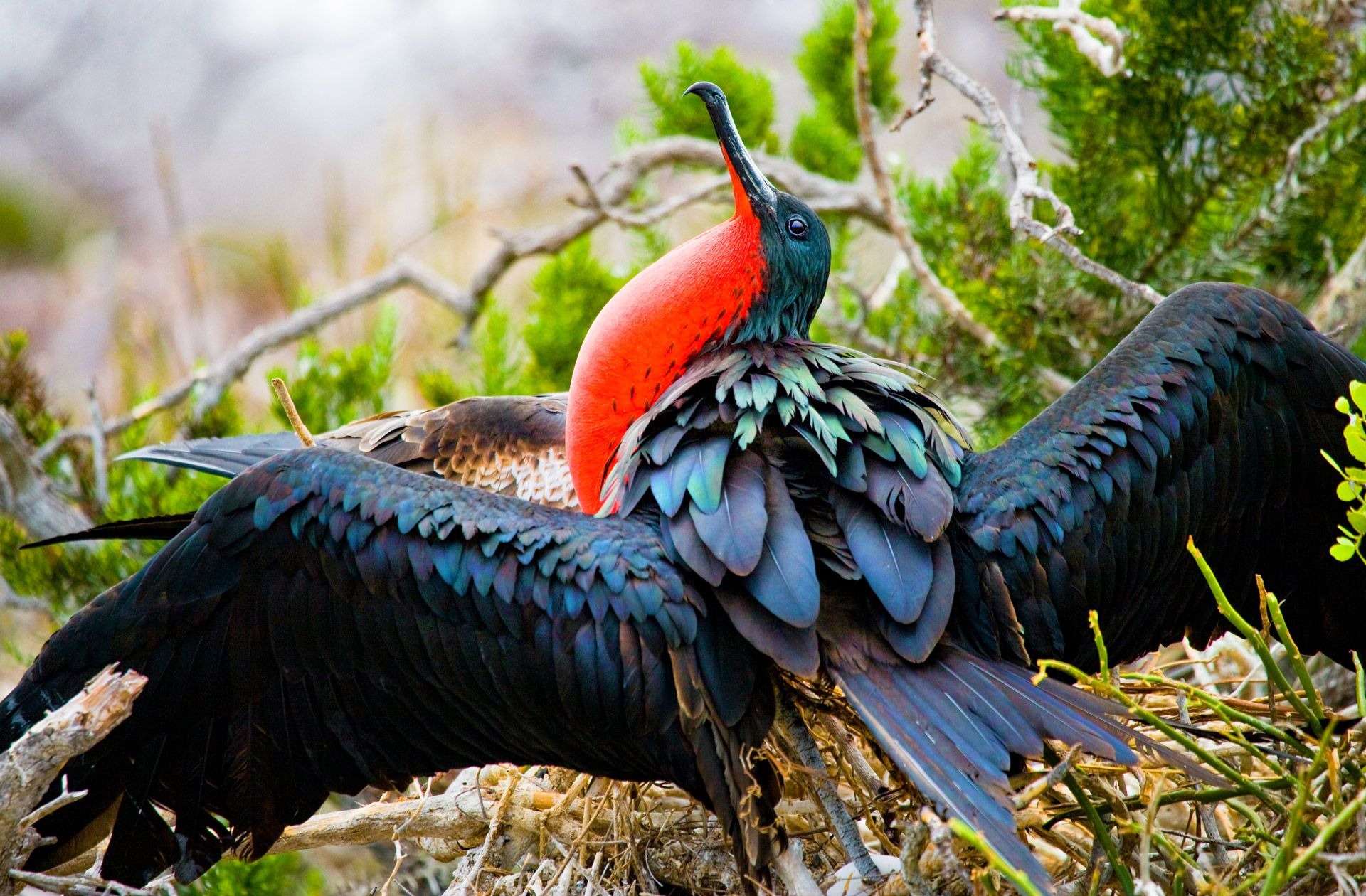 Frigate Bird