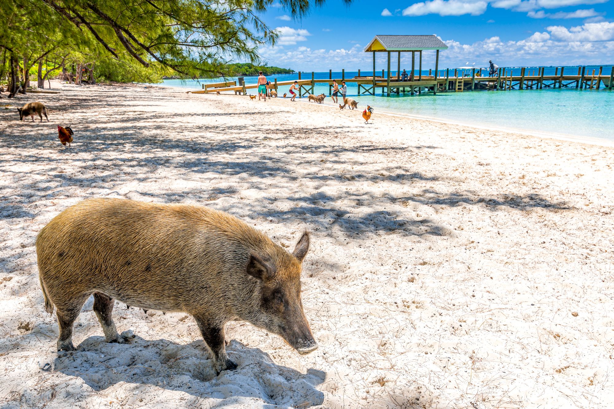 Green Turtle Cay The Bahamas