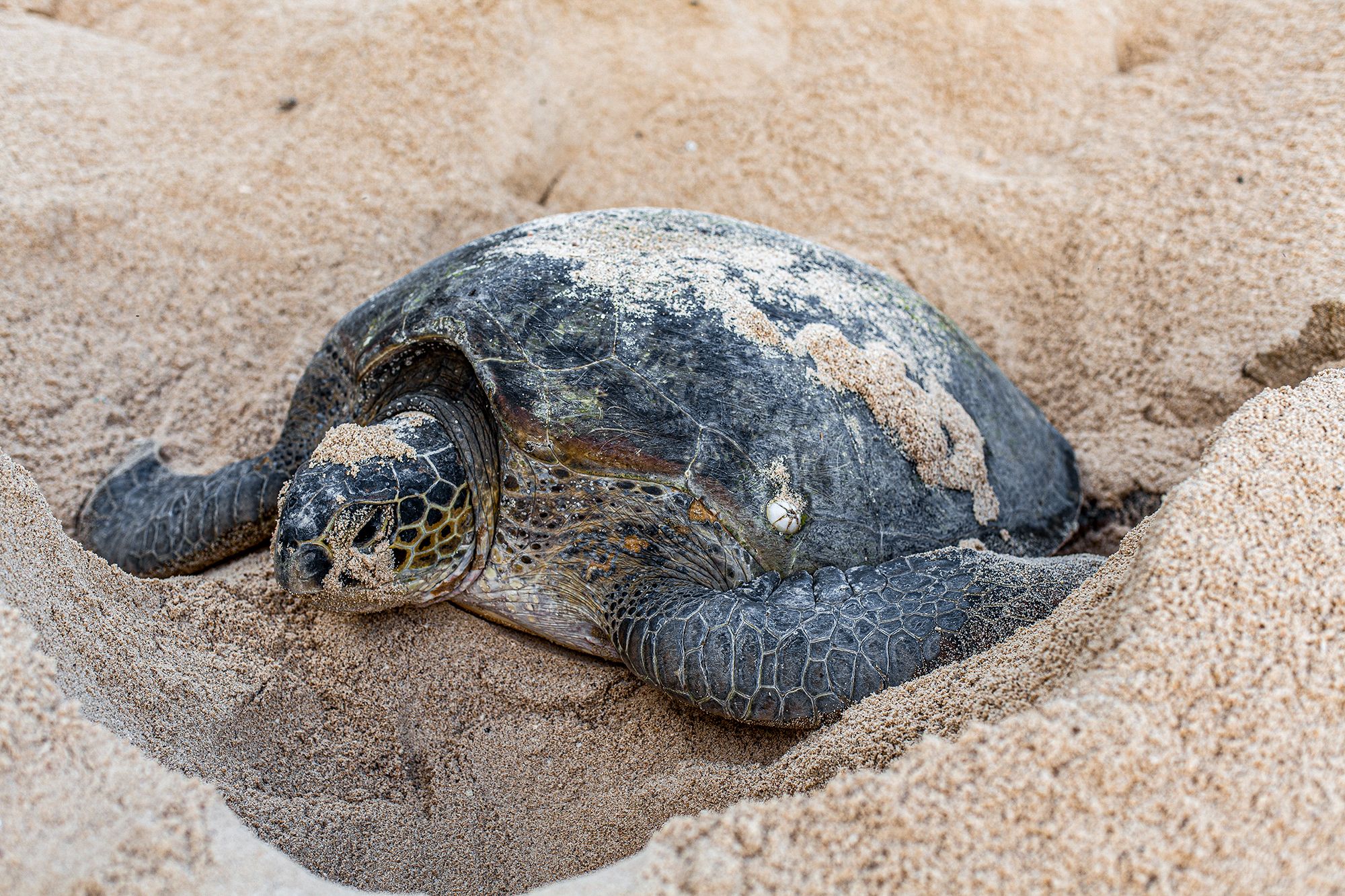 Green Turtle Laying Eggs Beach