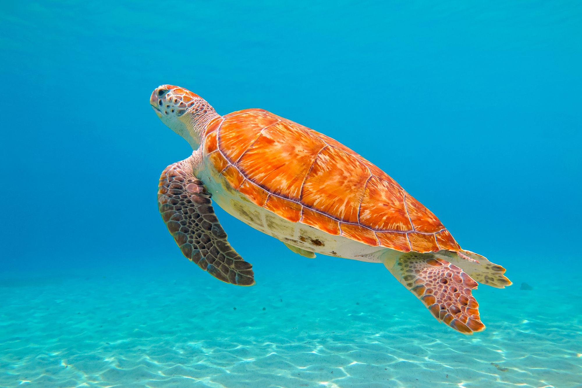Green sea turtle Bahamas