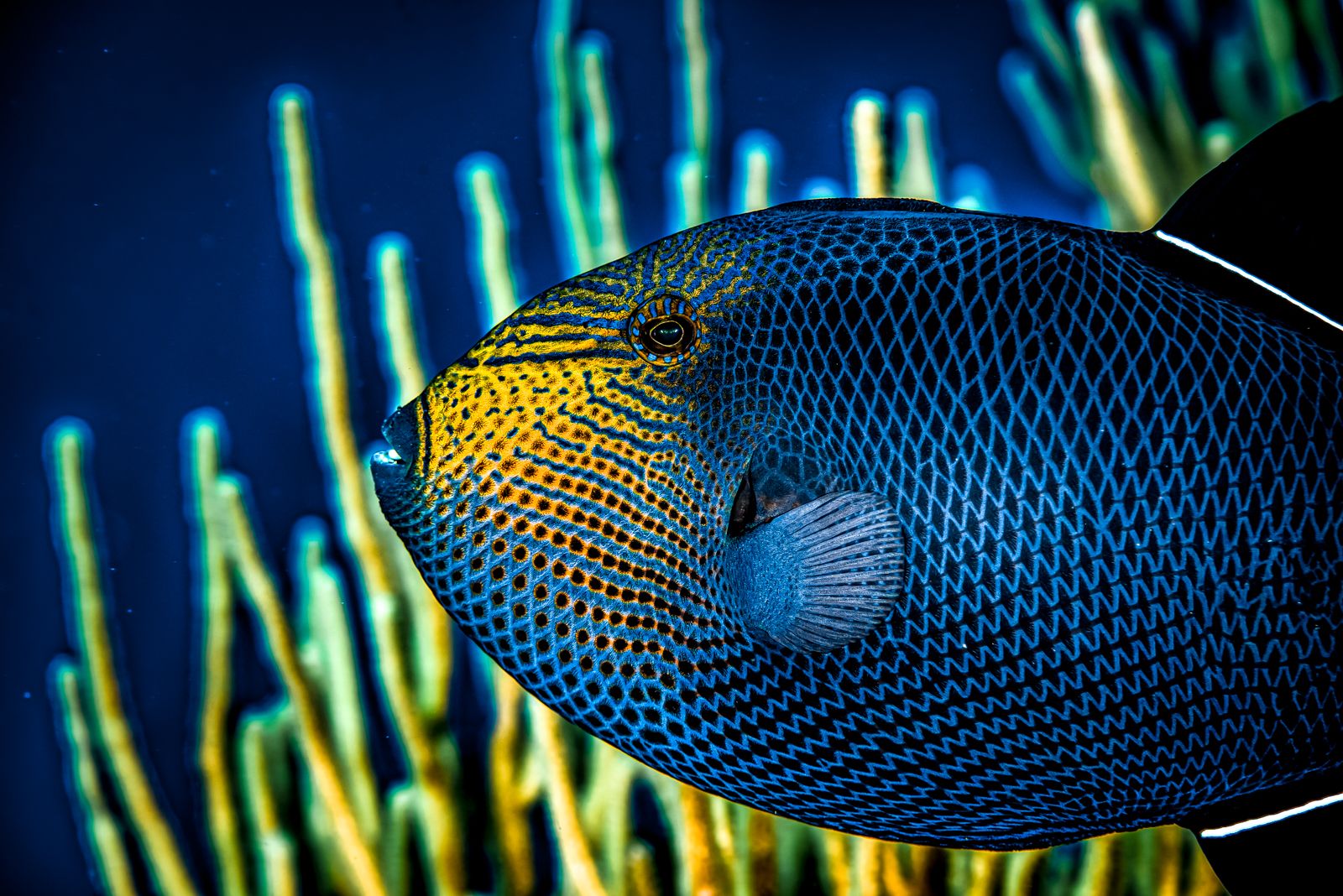 Grenada Scuba Diving Black Triggerfish