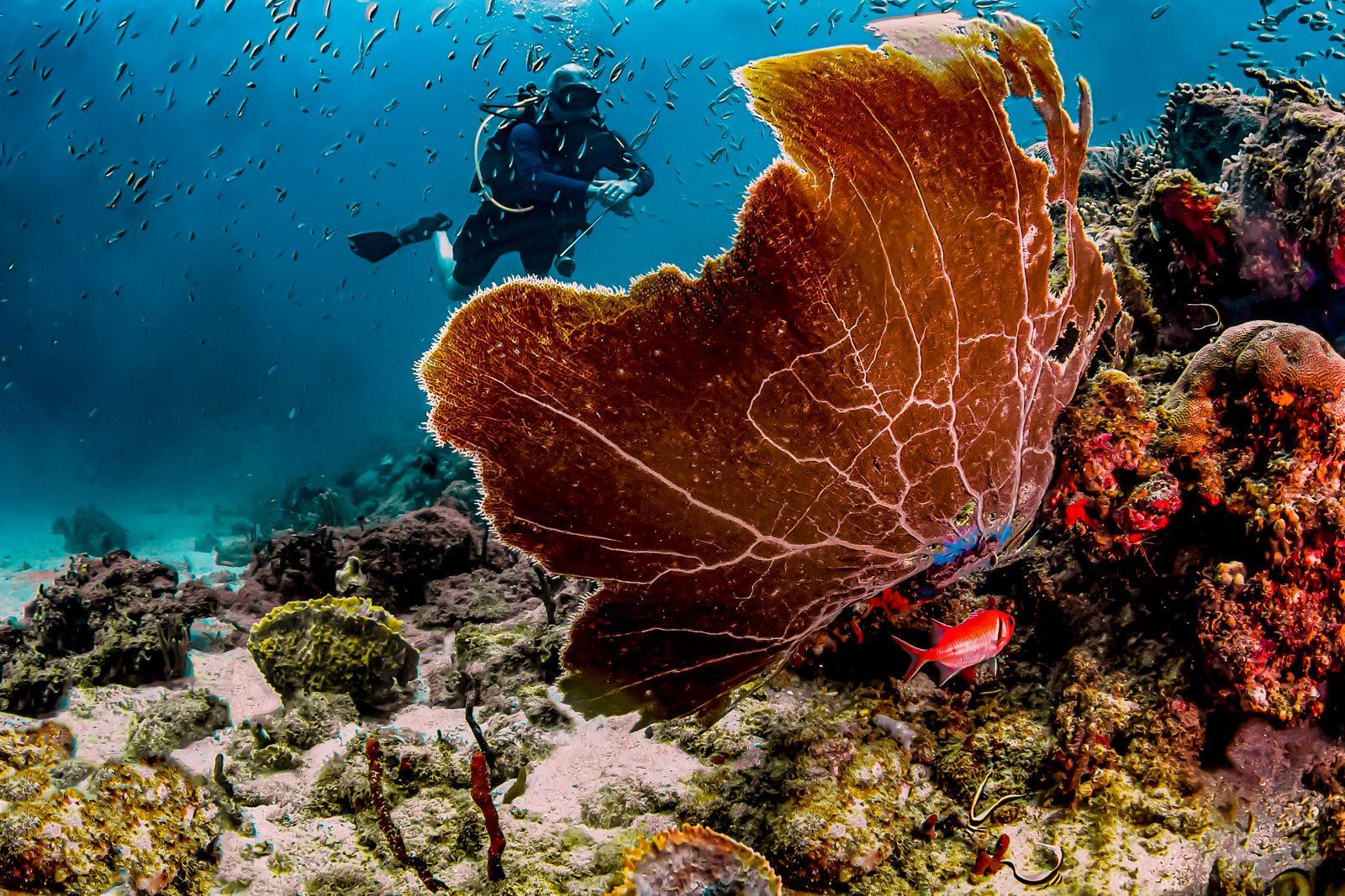 Grenada Scuba Diving Coral Fan