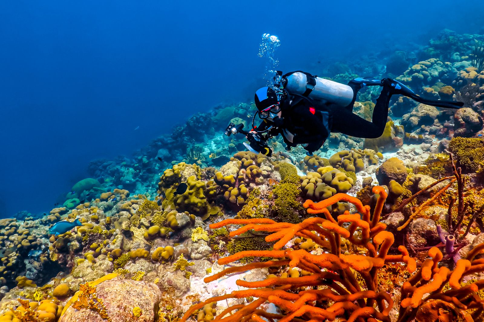 Grenada-Scuba-Diving-Coral-Reef-Diver