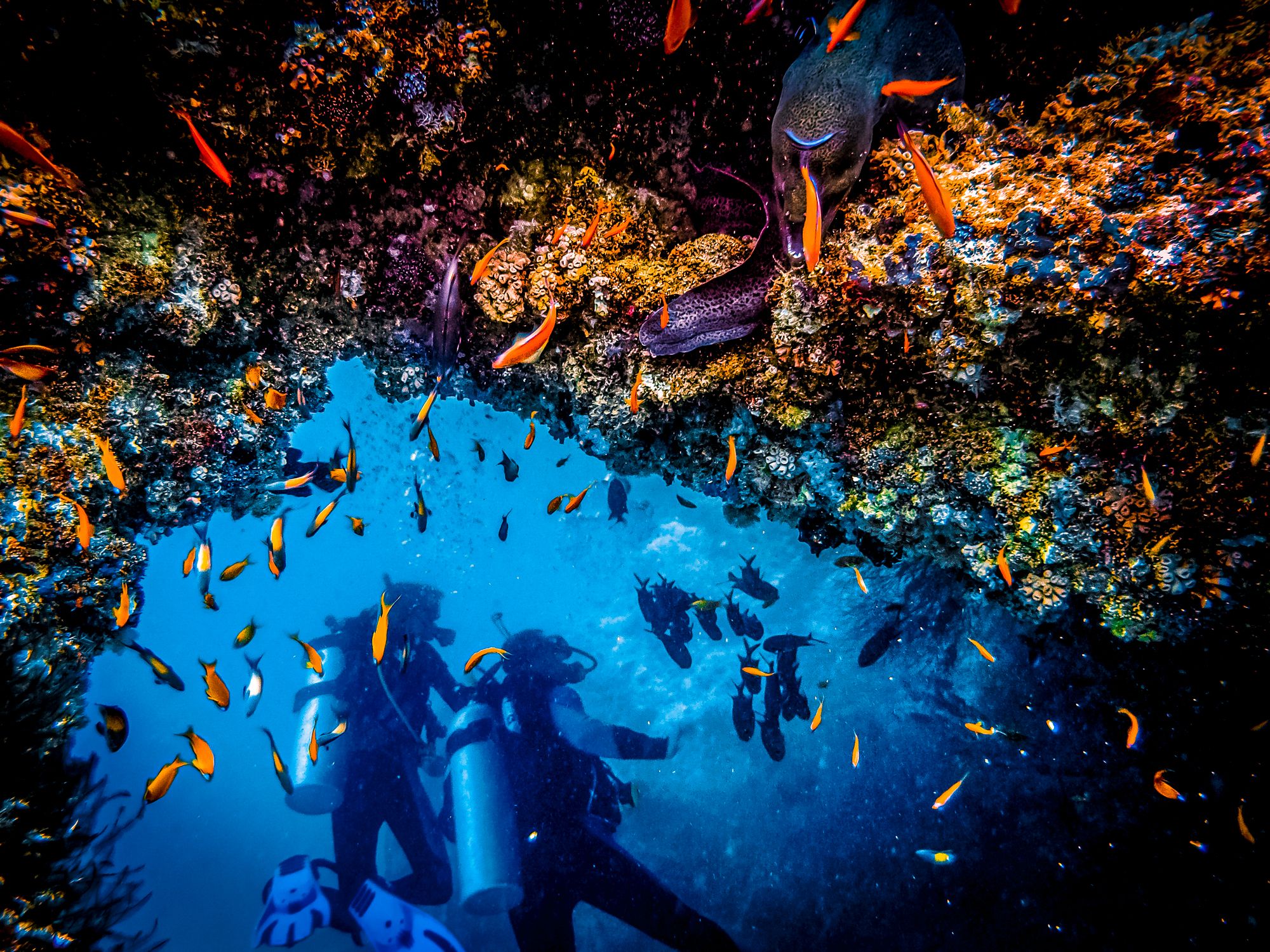 Grenada Scuba Diving Coral Reef Wall Eel