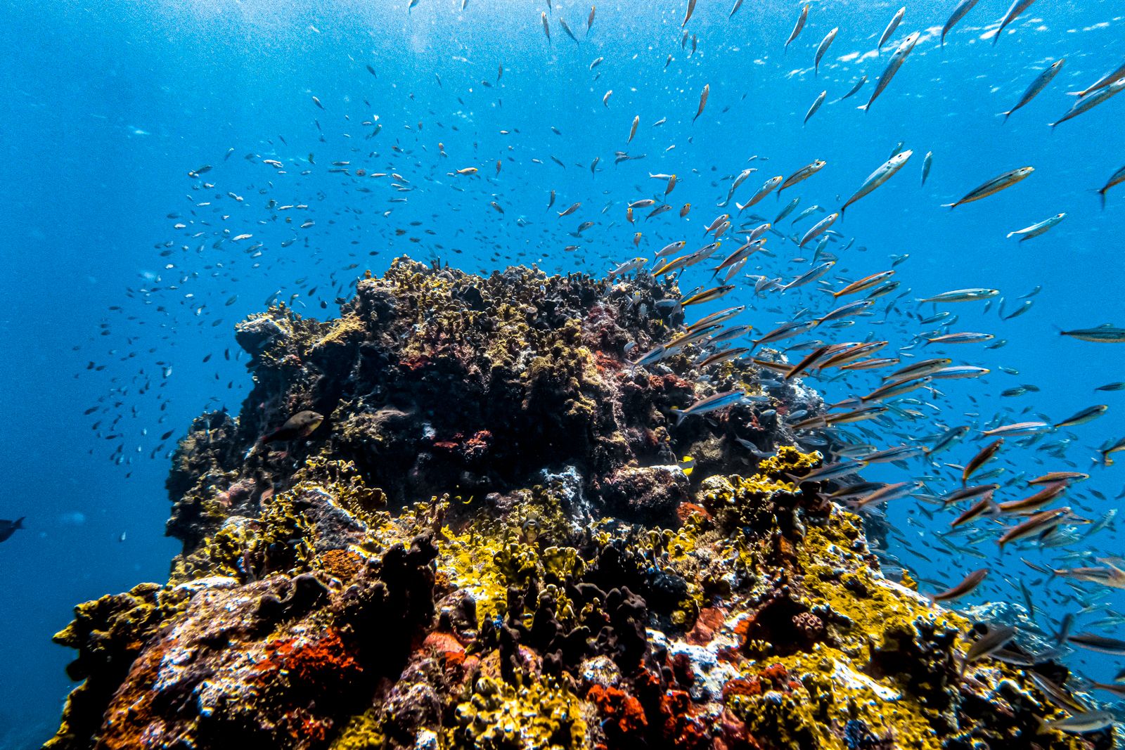 Grenada Scuba Diving Coral Reef
