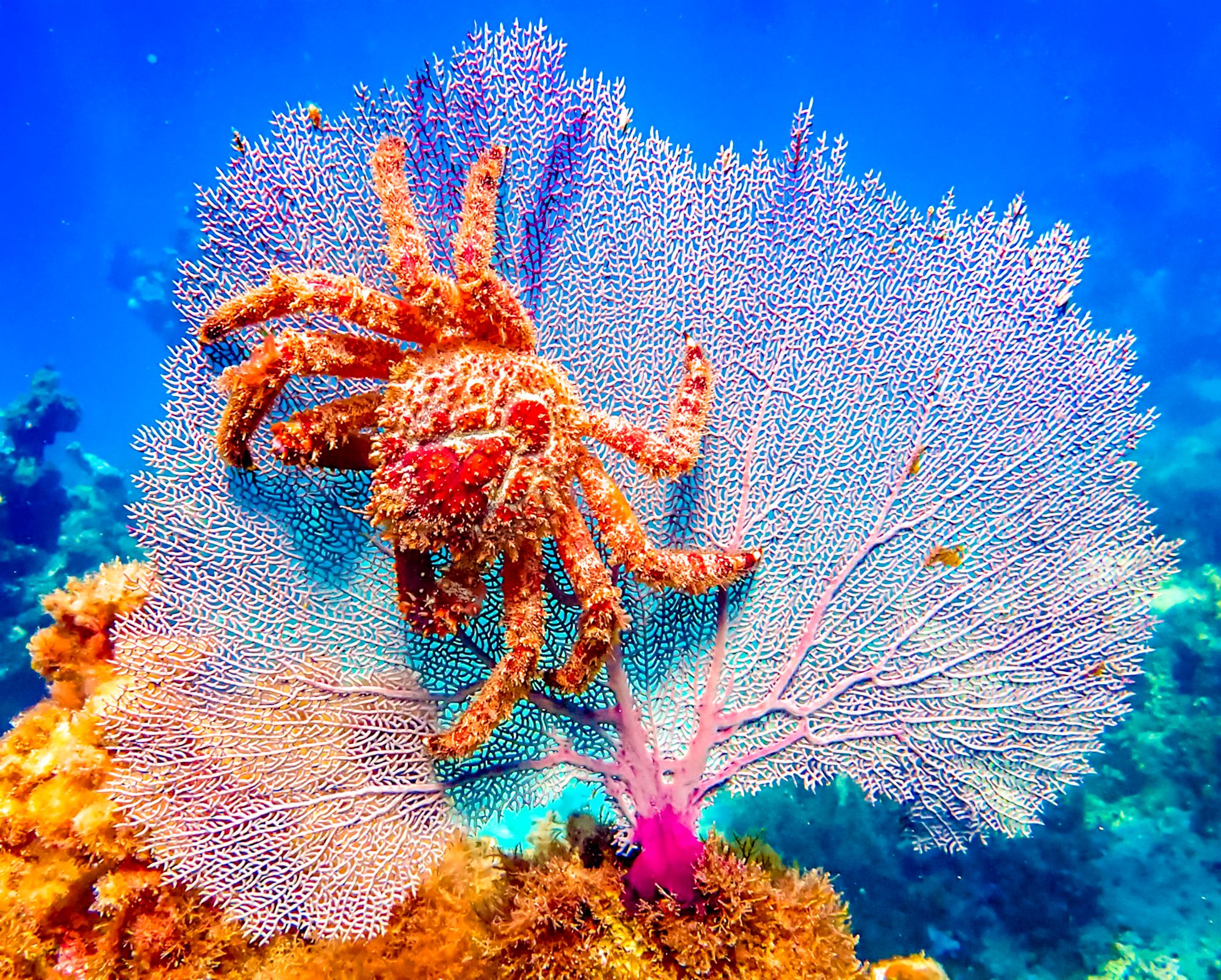 Grenada Scuba Diving Crab Gorgonian