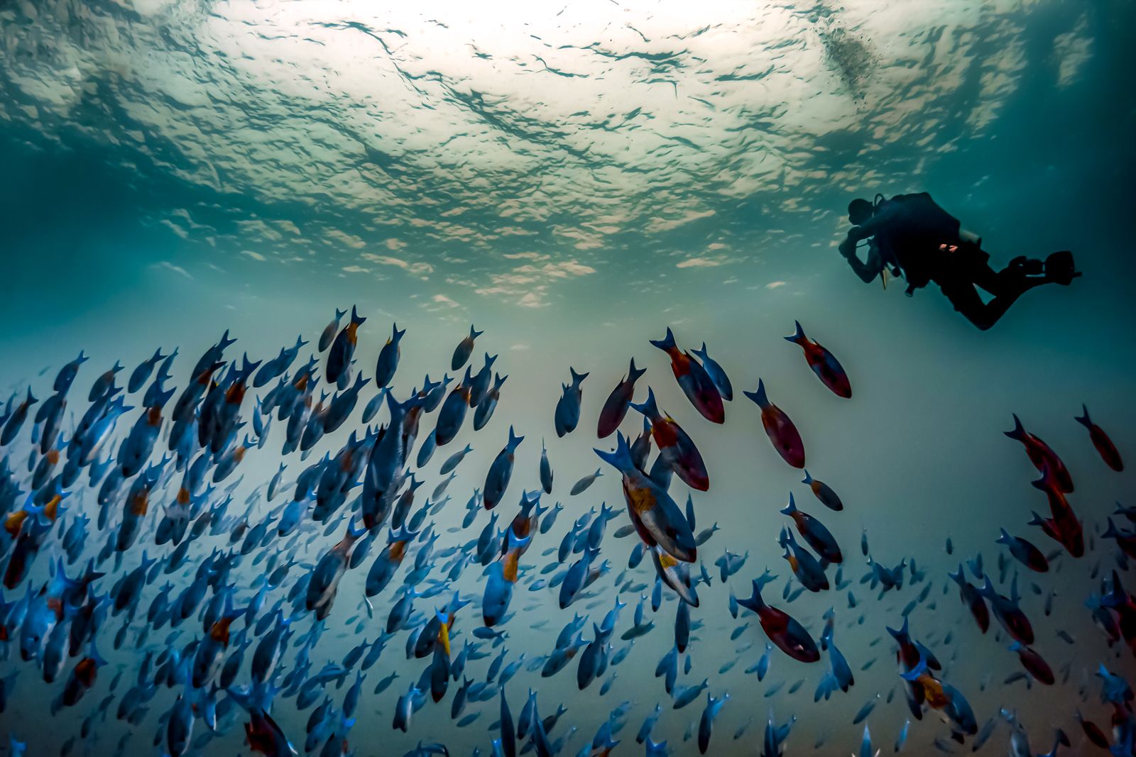 Grenada Scuba Diving Creole Wrasse School