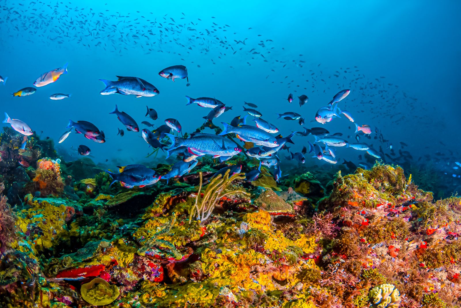 Grenada Scuba Diving Creole Wrasse