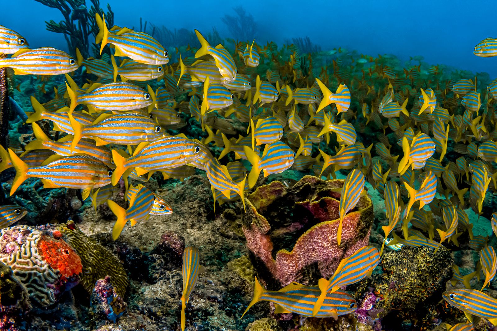 Grenada Scuba Diving Smallmouth Grunts