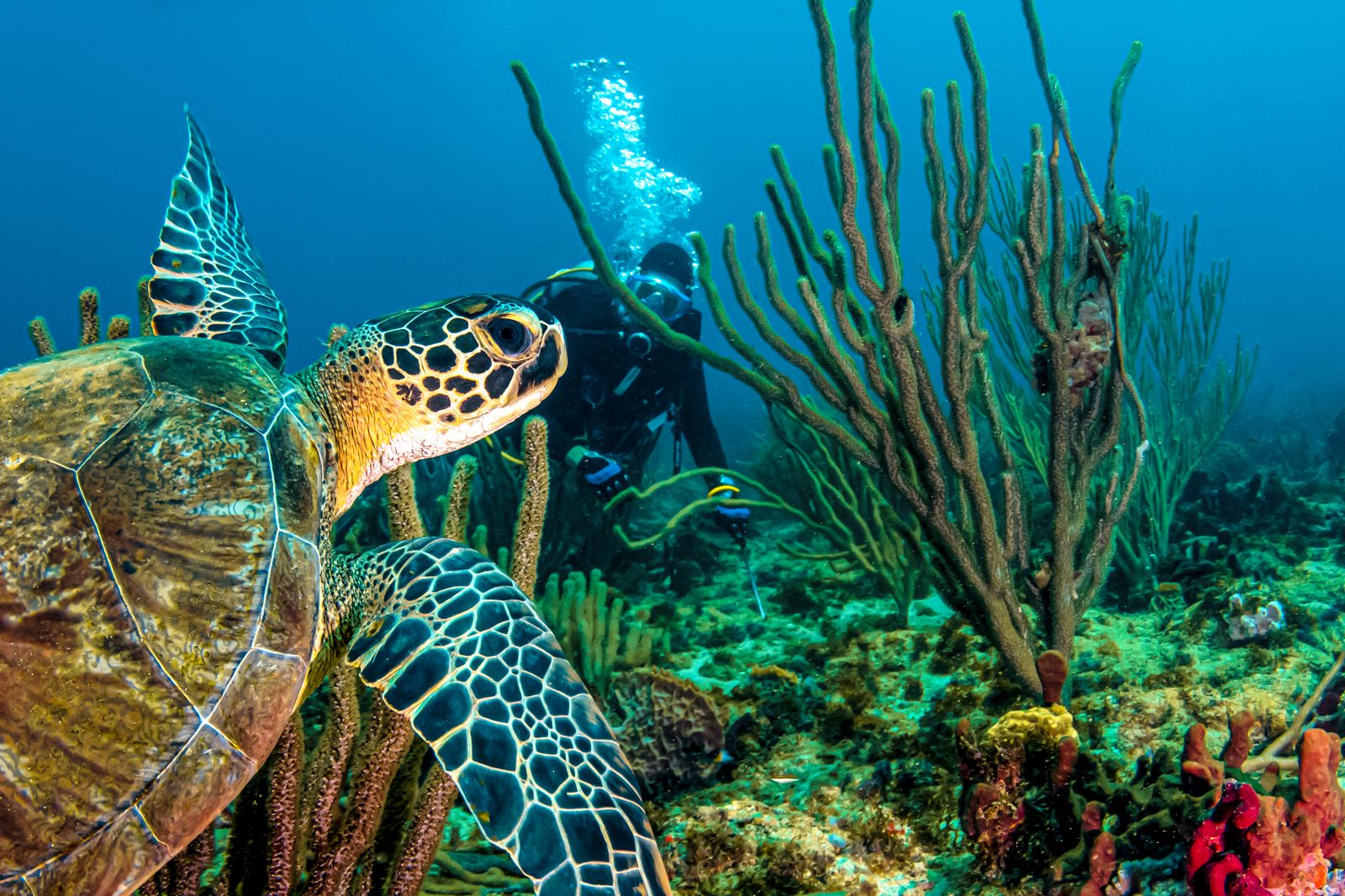 Grenada Scuba Diving Turtle