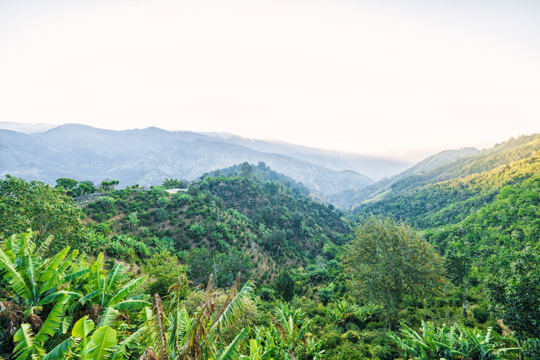 High-altitude-Blue-Mountains-Jamaica