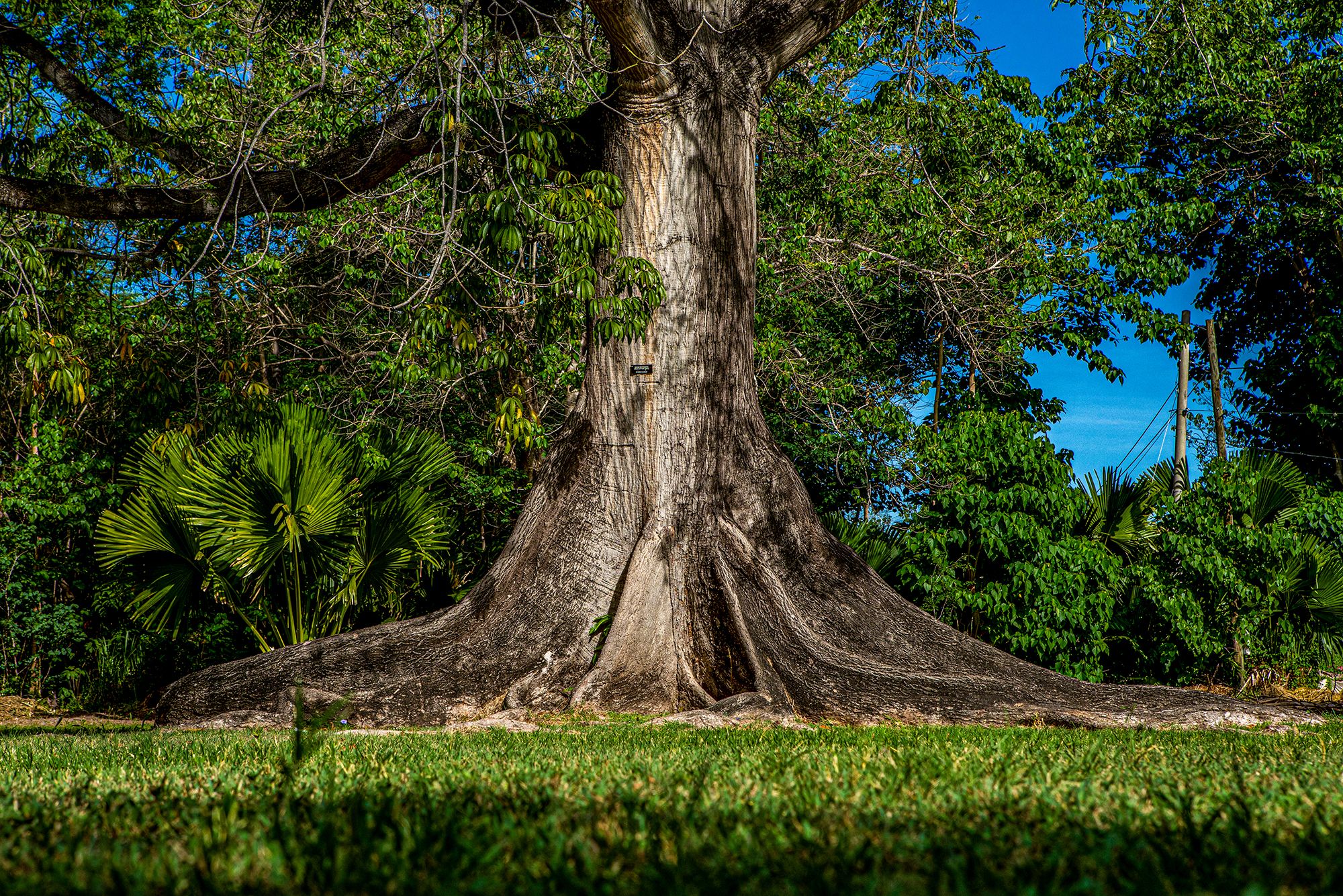 Hope Botanical Garden Zoo Jamaica