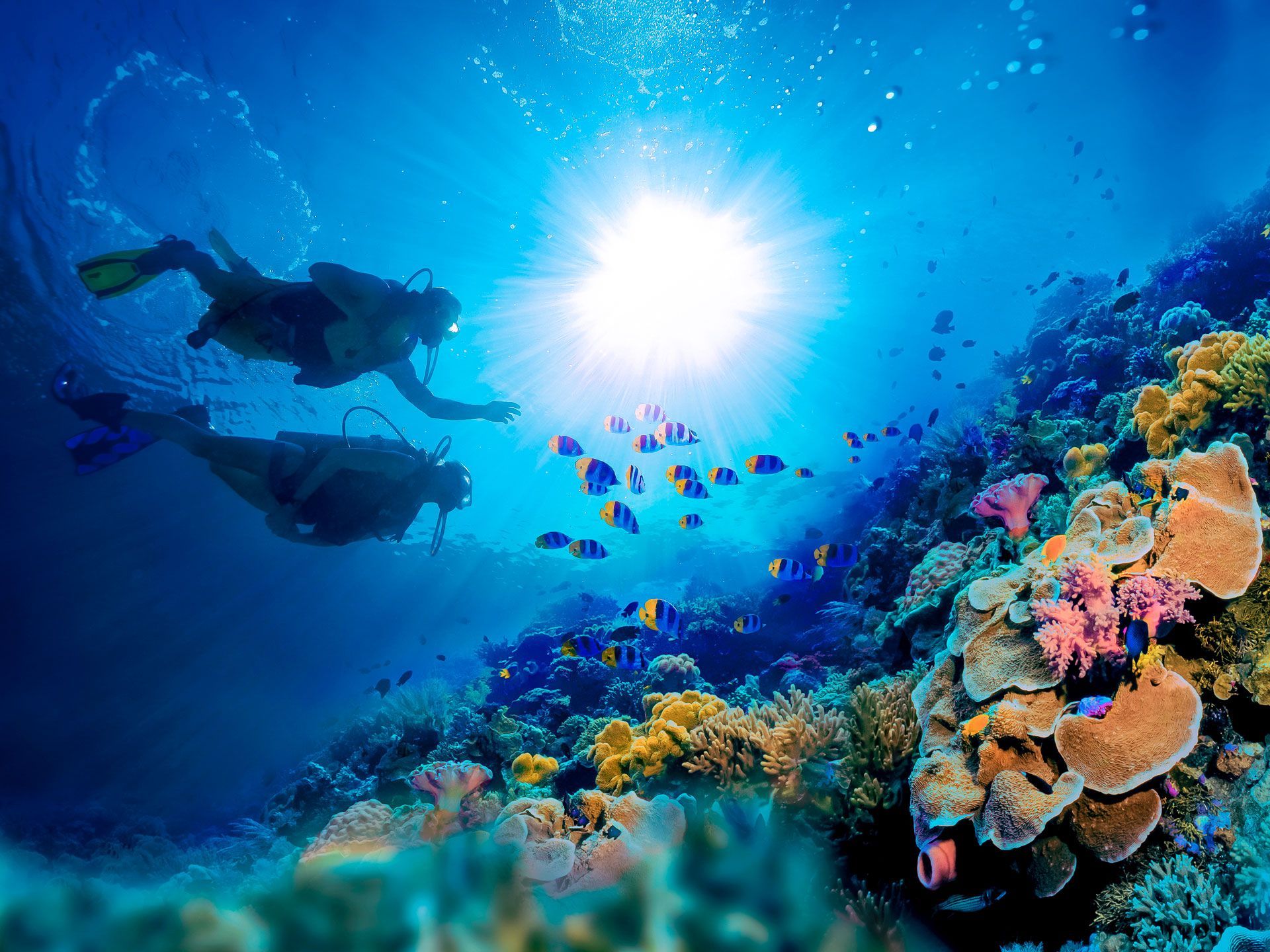 How To Get PADI Certified at Sandals Resorts in the Caribbean