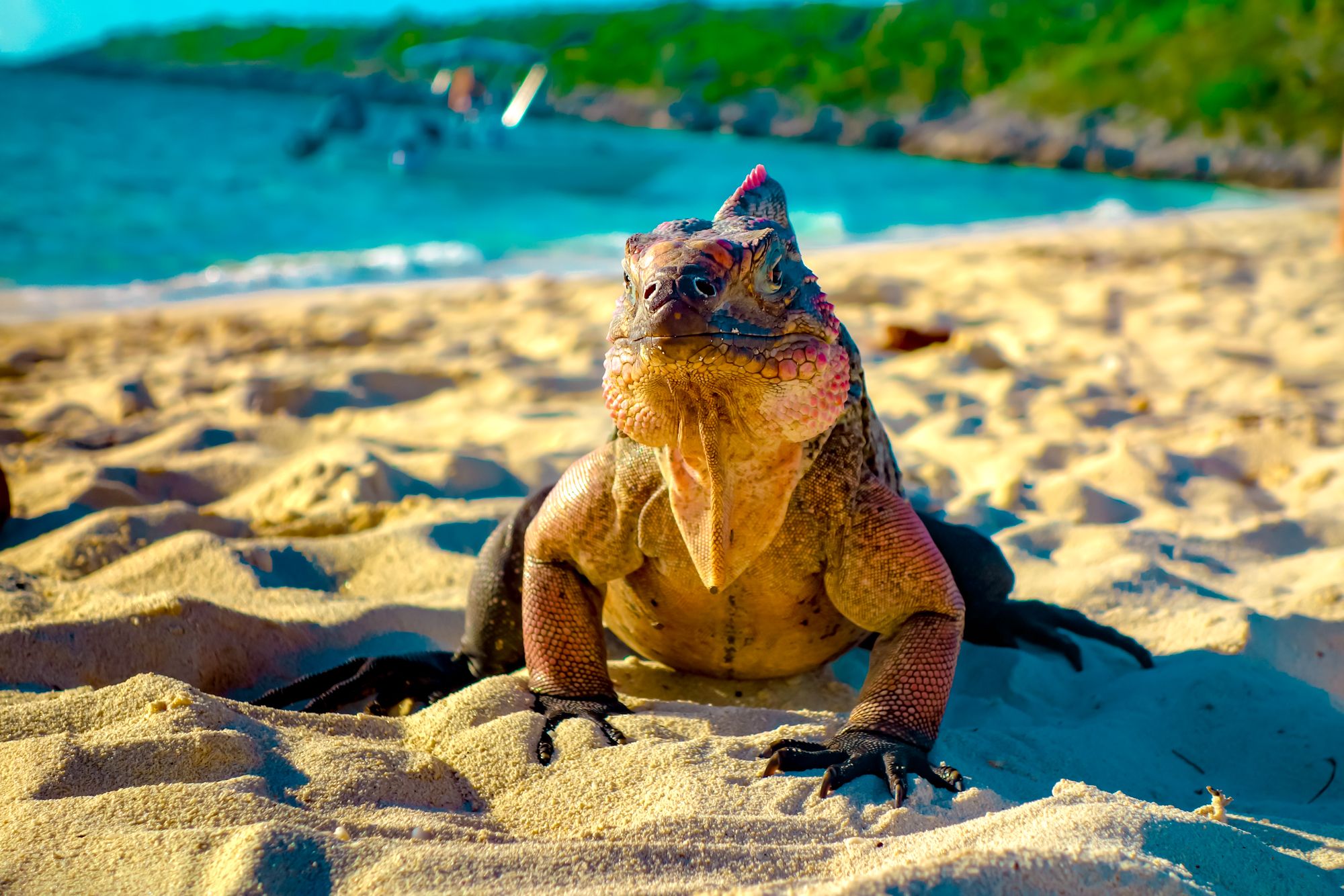 Iguana Bitter Cay