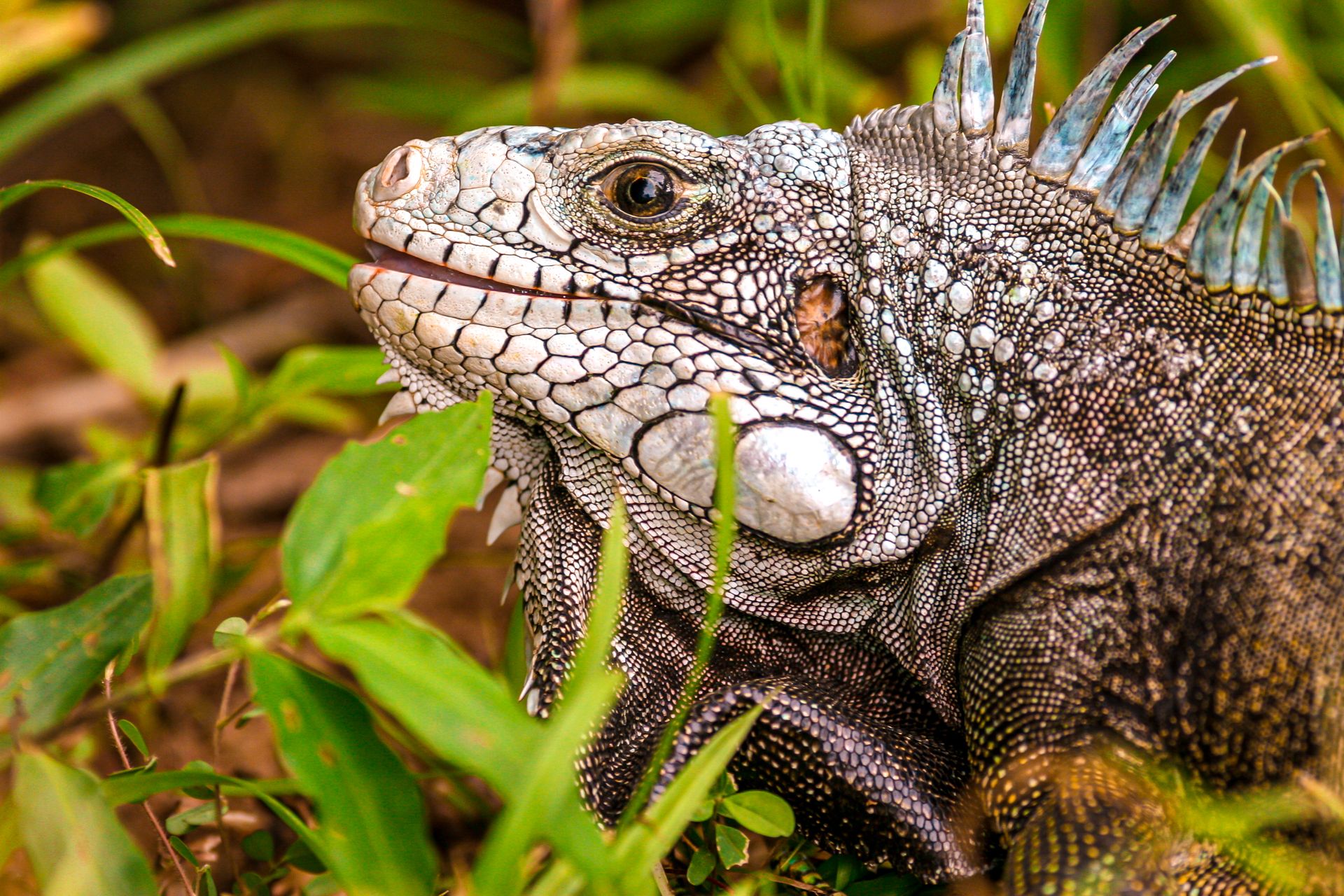 Iguana Saint Lucia Wildlife