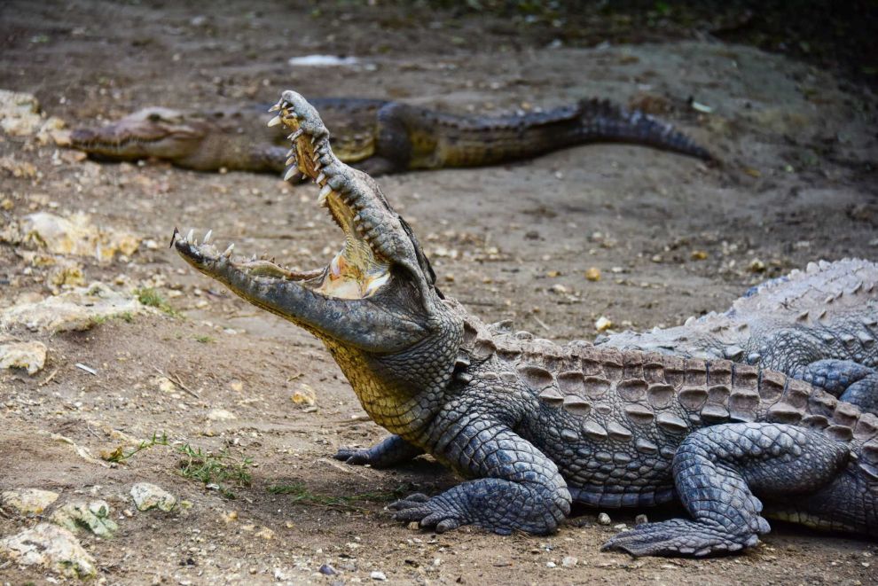 Jamaica-Ocho-Rios-Swamp-Safari-Crocodile
