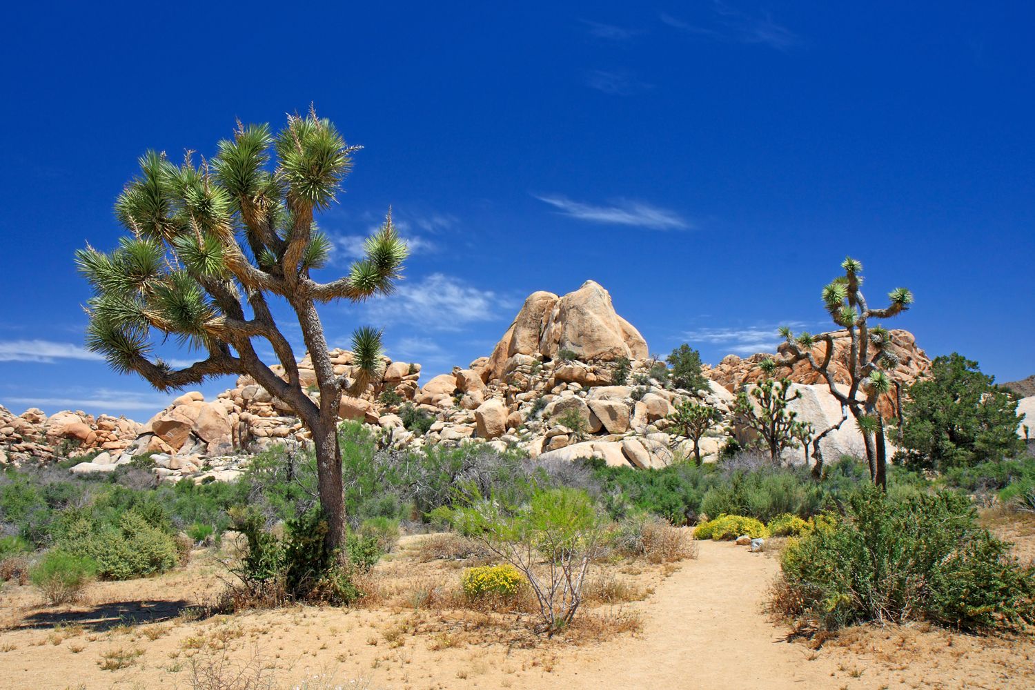 Joshua-Tree