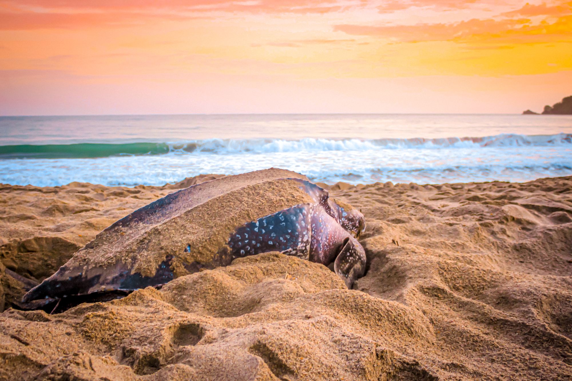 Levera Grenda Leatherback Turtle