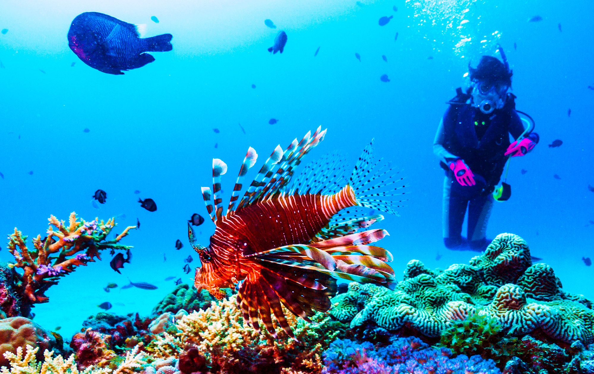 Lion Fish Anse Cochon Scuba Dive Saint Lucia