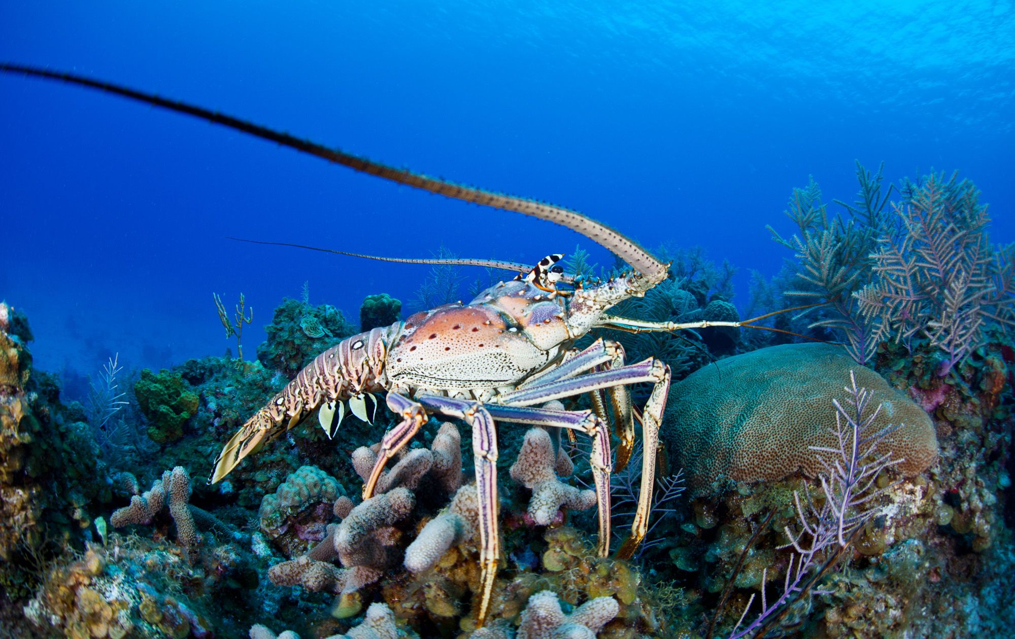 Lobster Barbados