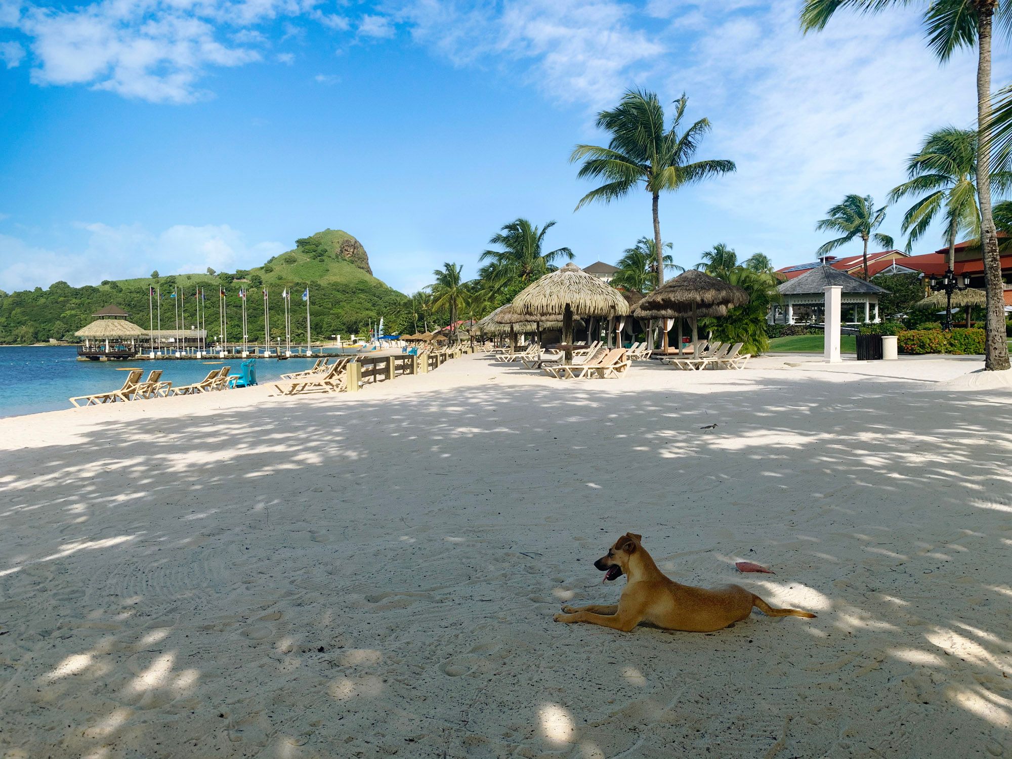 Sandy the dog on the beach