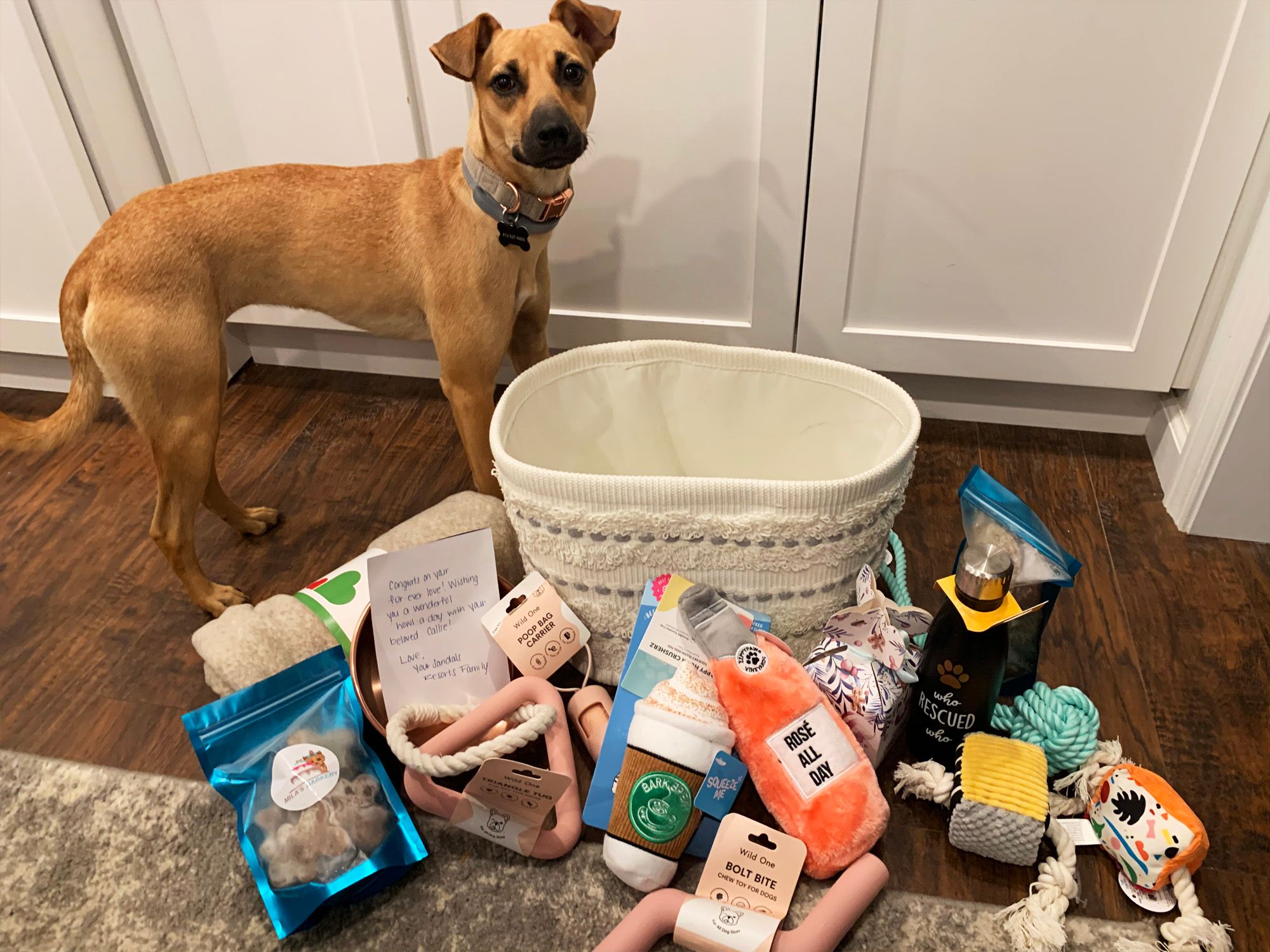 Sandy the dog with Sandals treat bag