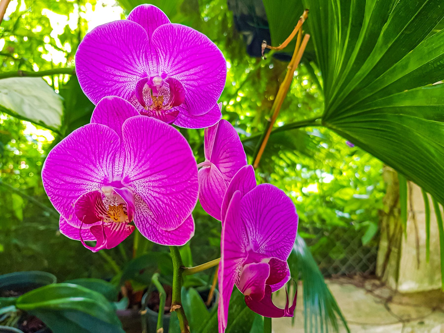 Orchid World Tropical Flower Garden