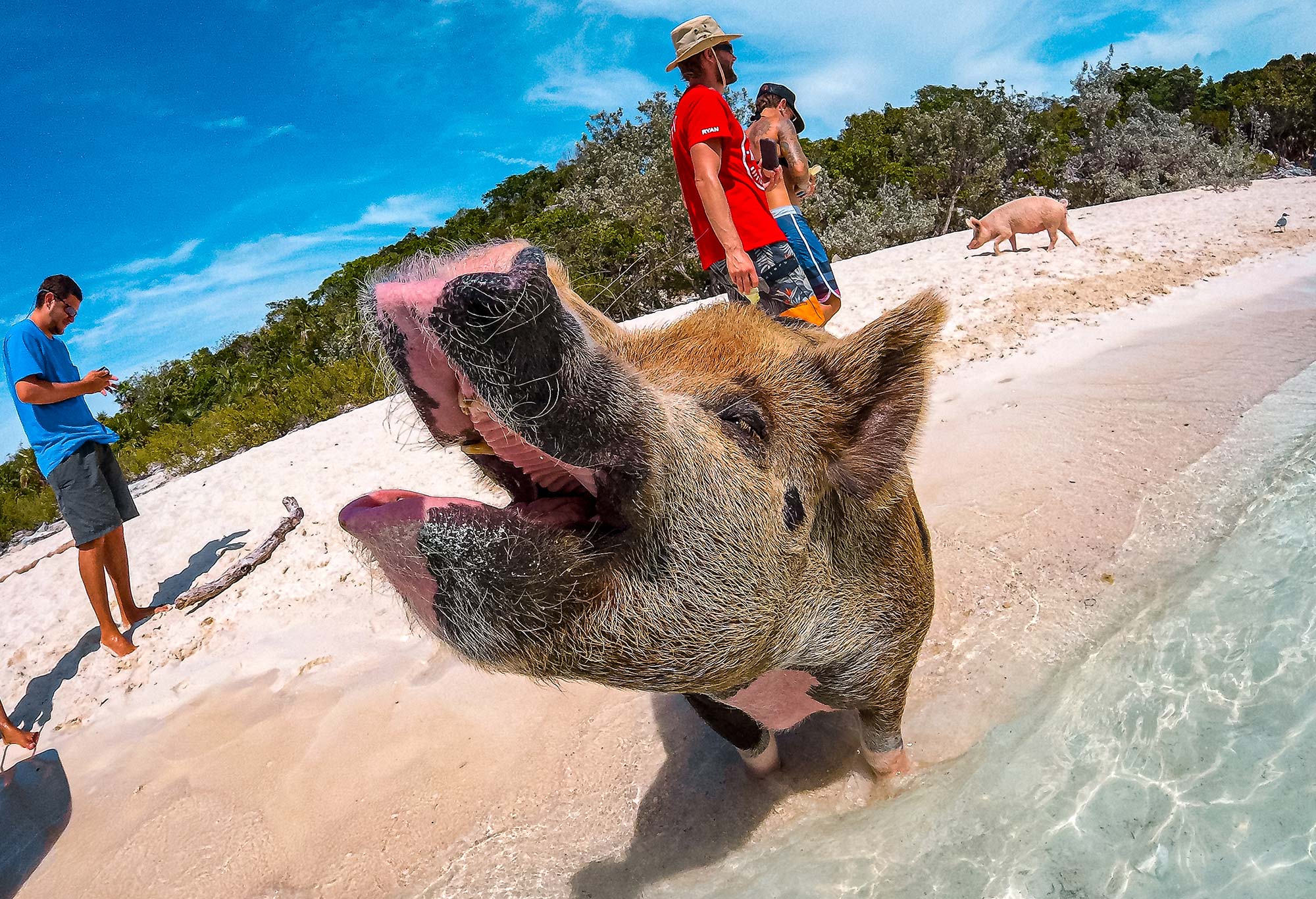 Pig Island Bahamas Exuma CloseUp