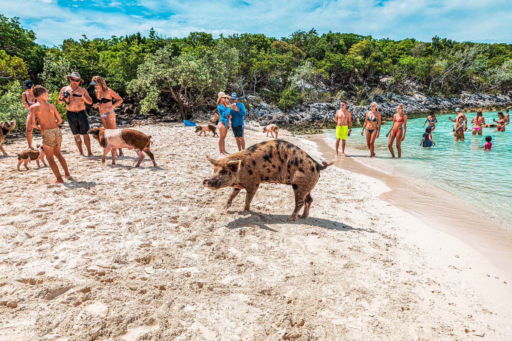 Pig Island Bahamas Exuma
