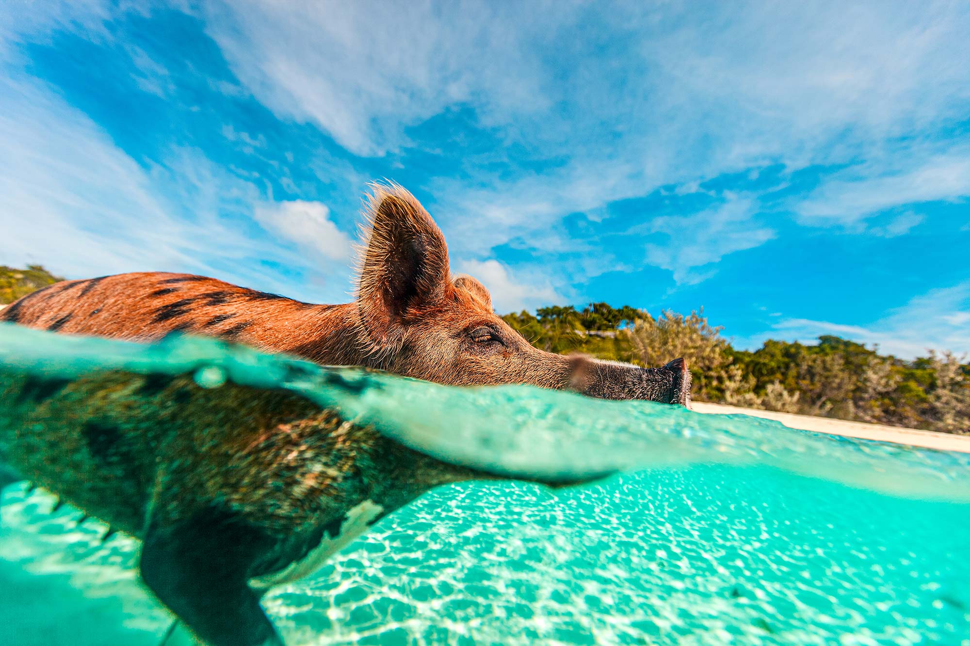 Pig Island Bahamas Underwater