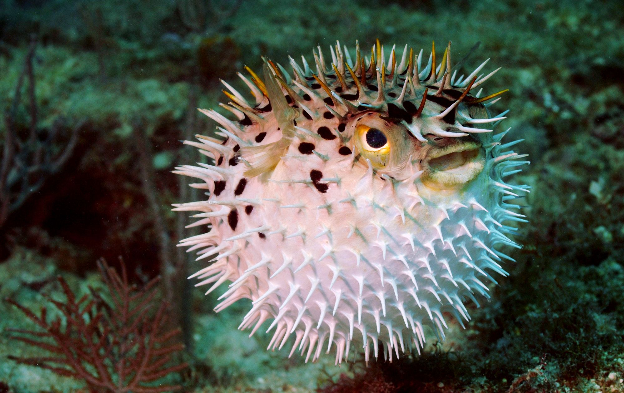 Porcupine Fish