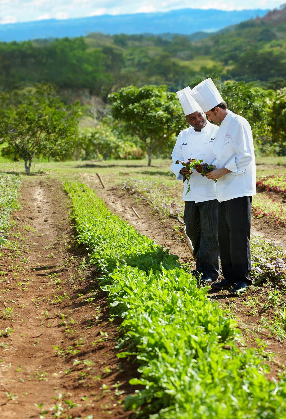 Sandals Chefs picking local lettuces