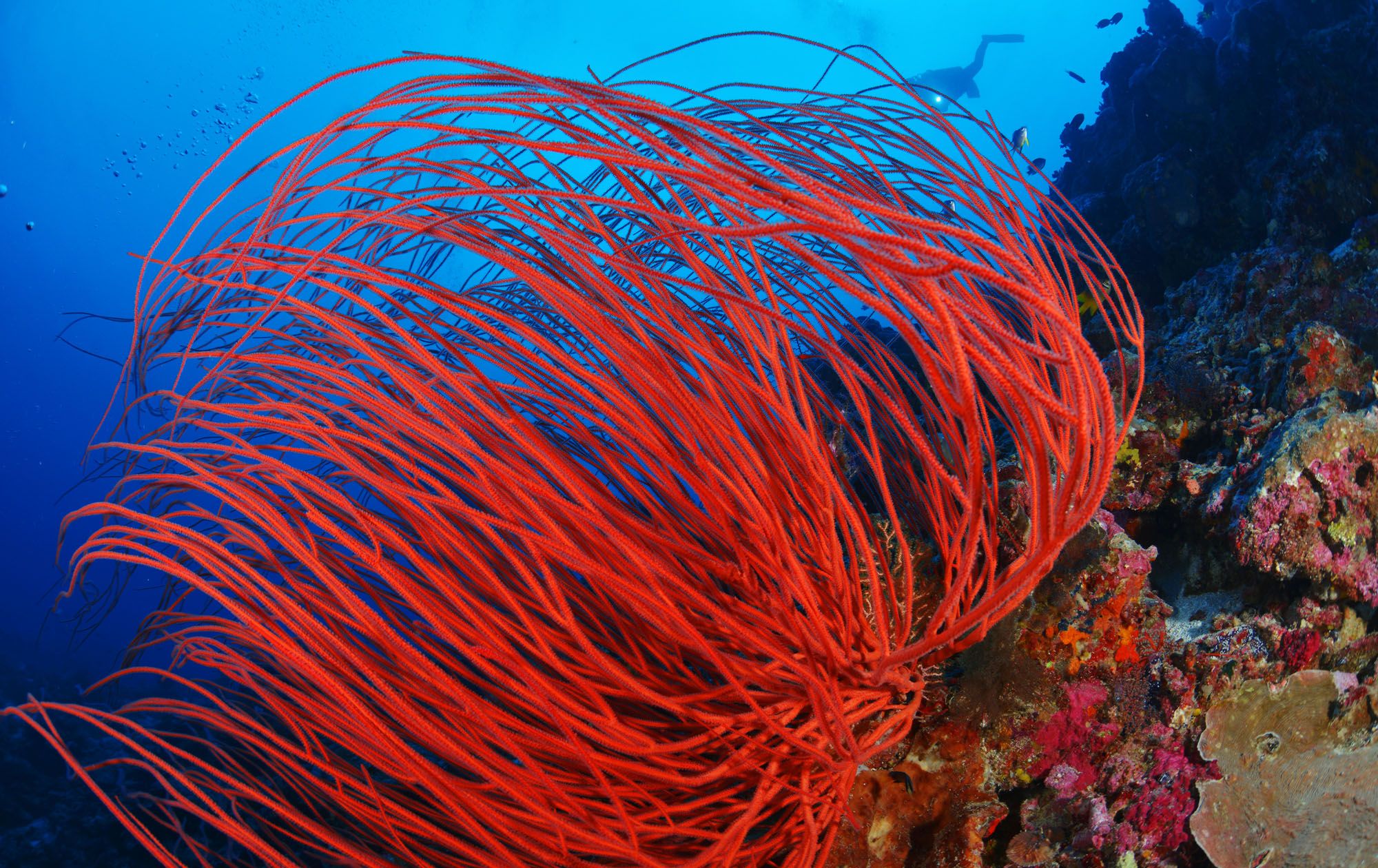Red Sea Whips Scuba Dive