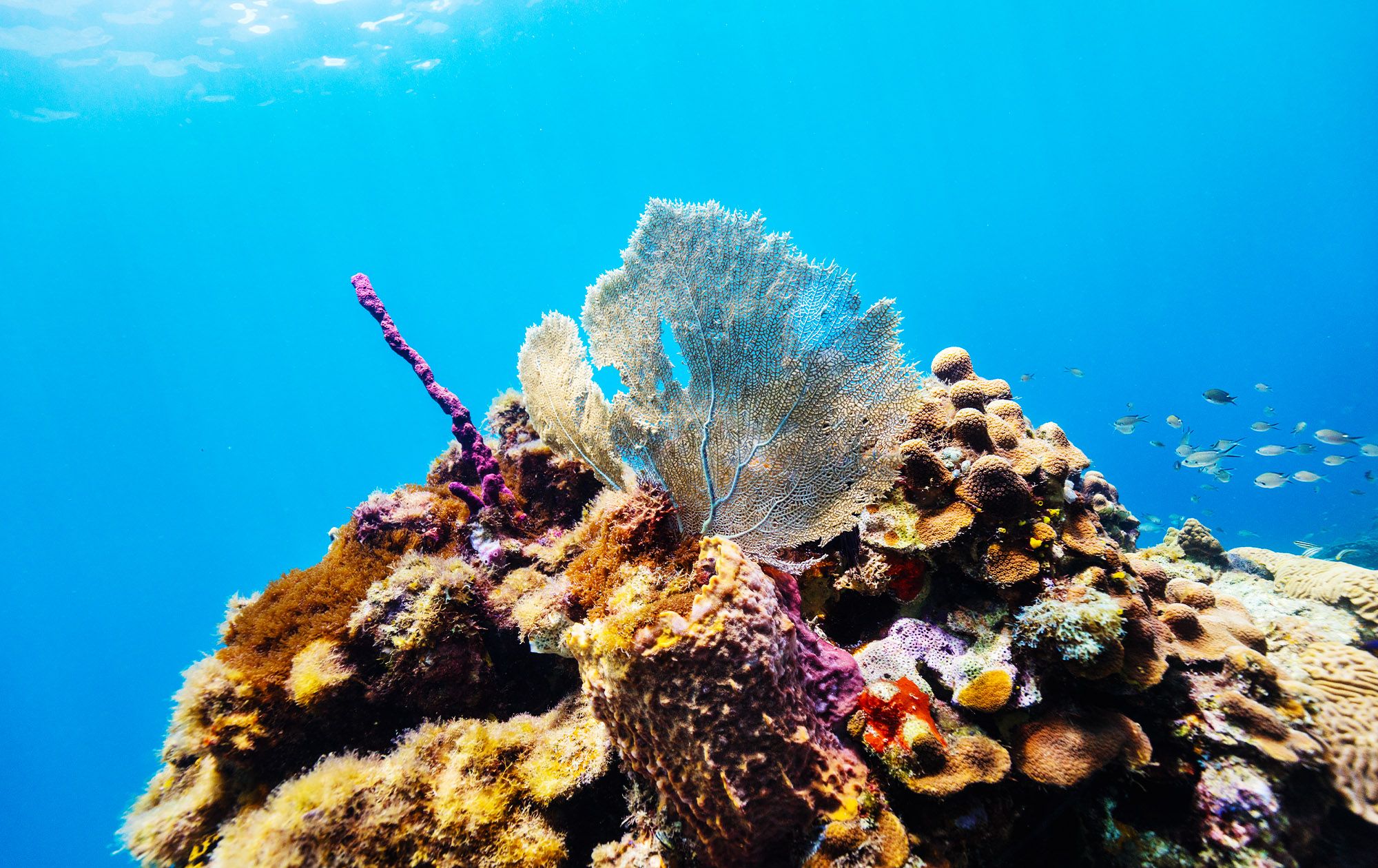 Saint Lucia Coral Reef