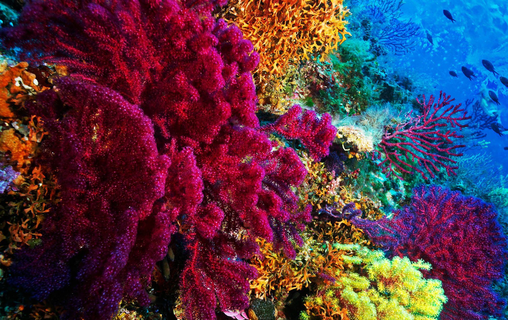 Scuba Dive Gorgonians Coral Reef