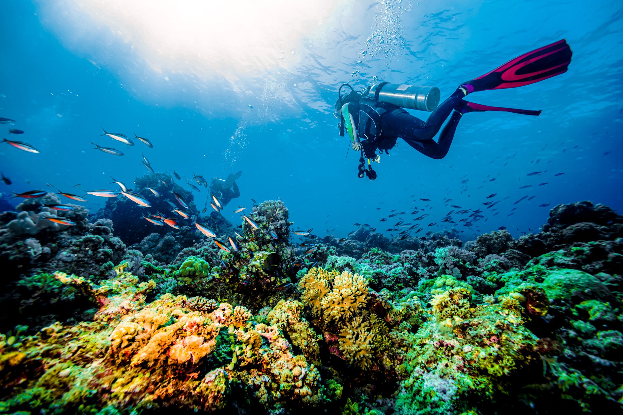 Scuba Diving Grenada Coral Reef Exploring