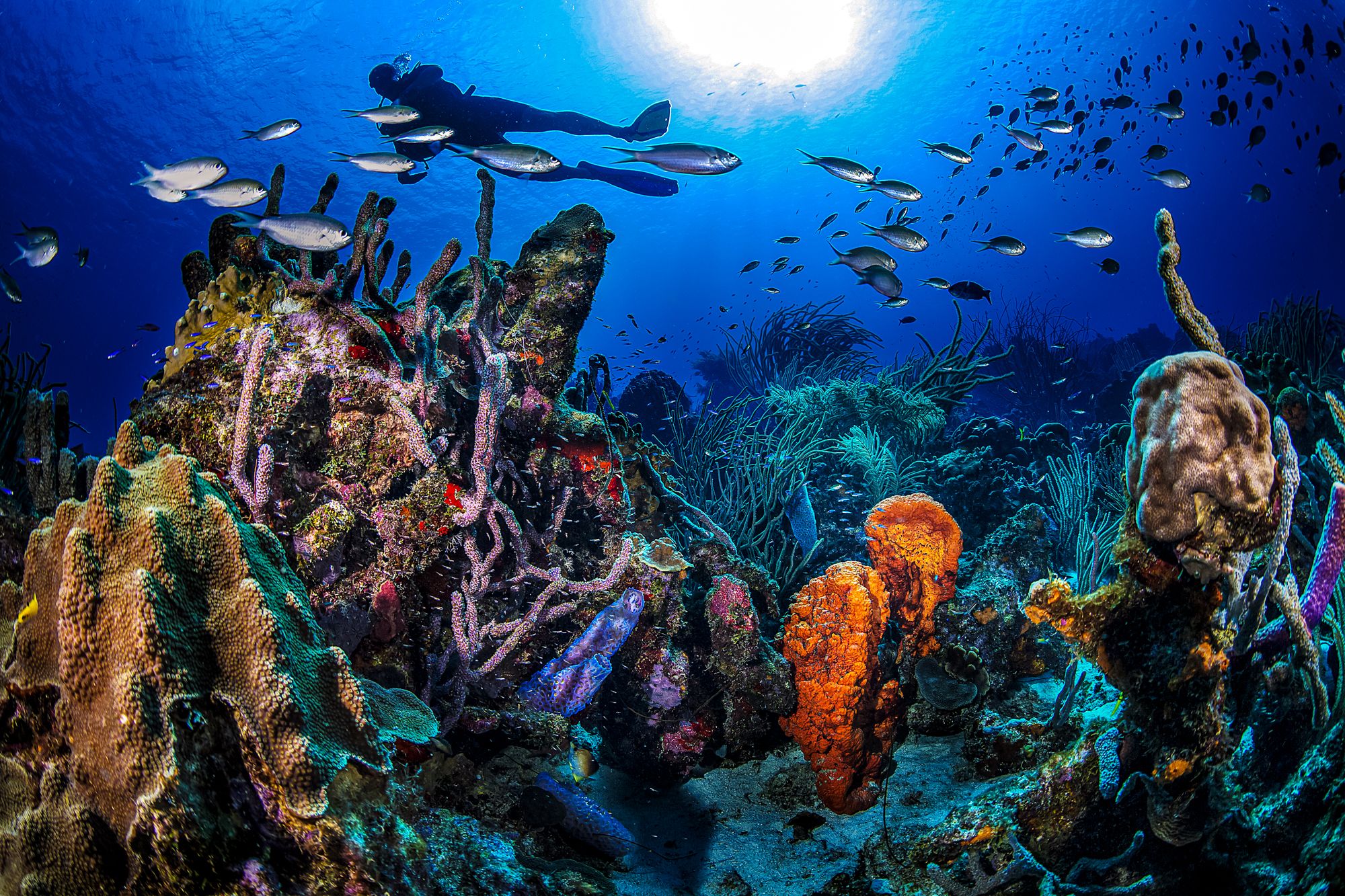 Scuba Diving In Curacao: Dive Right In For An Unforgettable Adventure